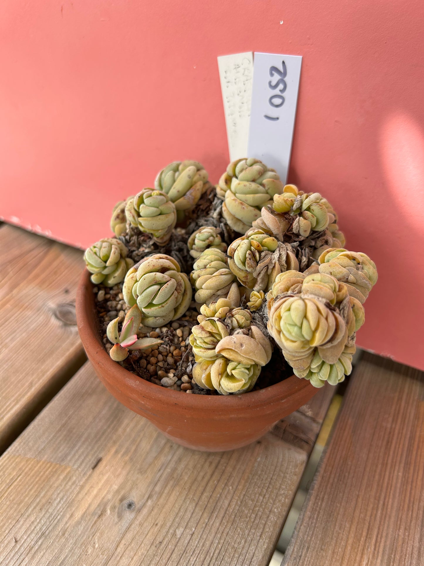 Crassula ausensis s.p titanopsis (1052 Z)
