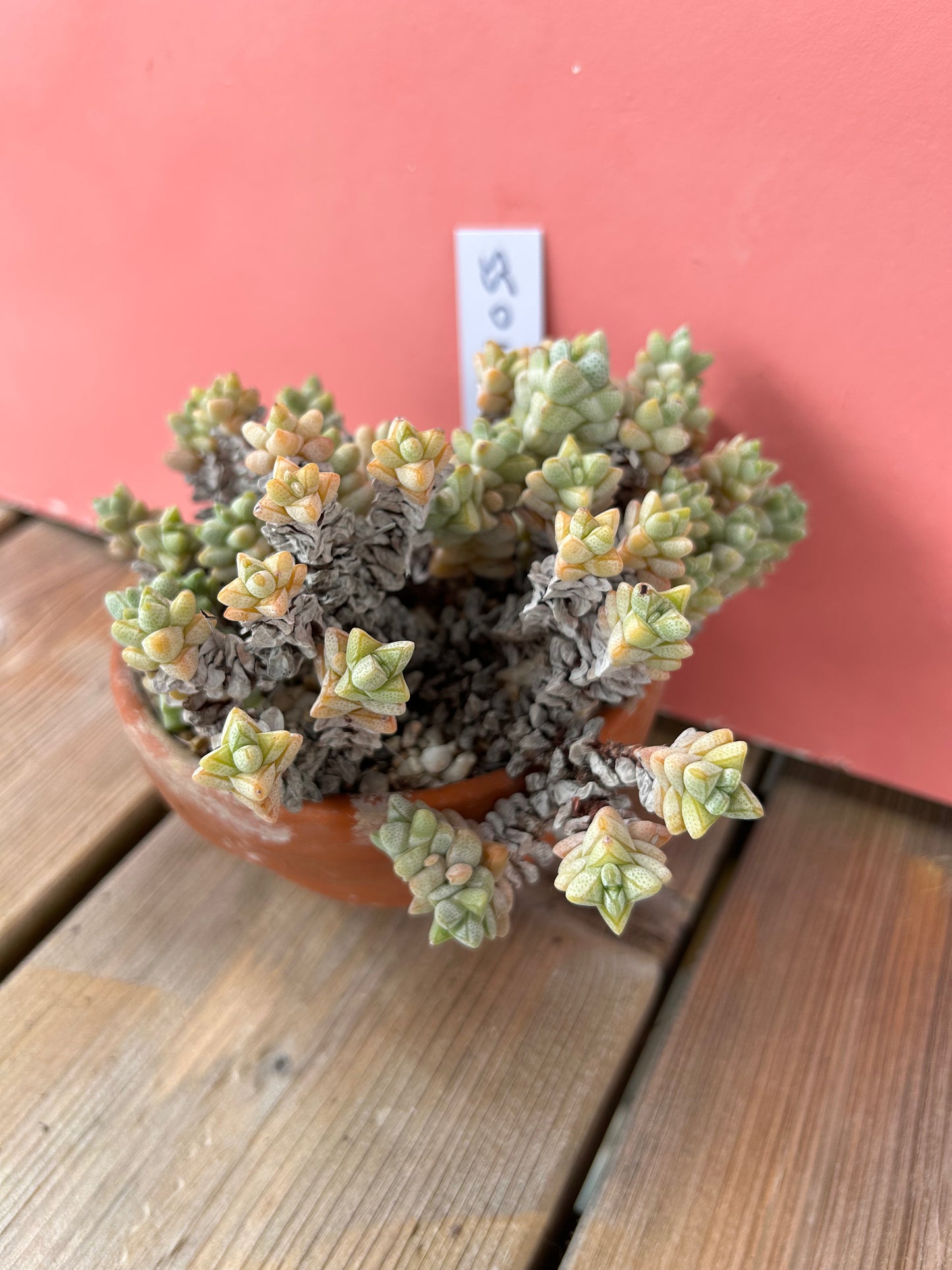 Crassula species (1055 Z)