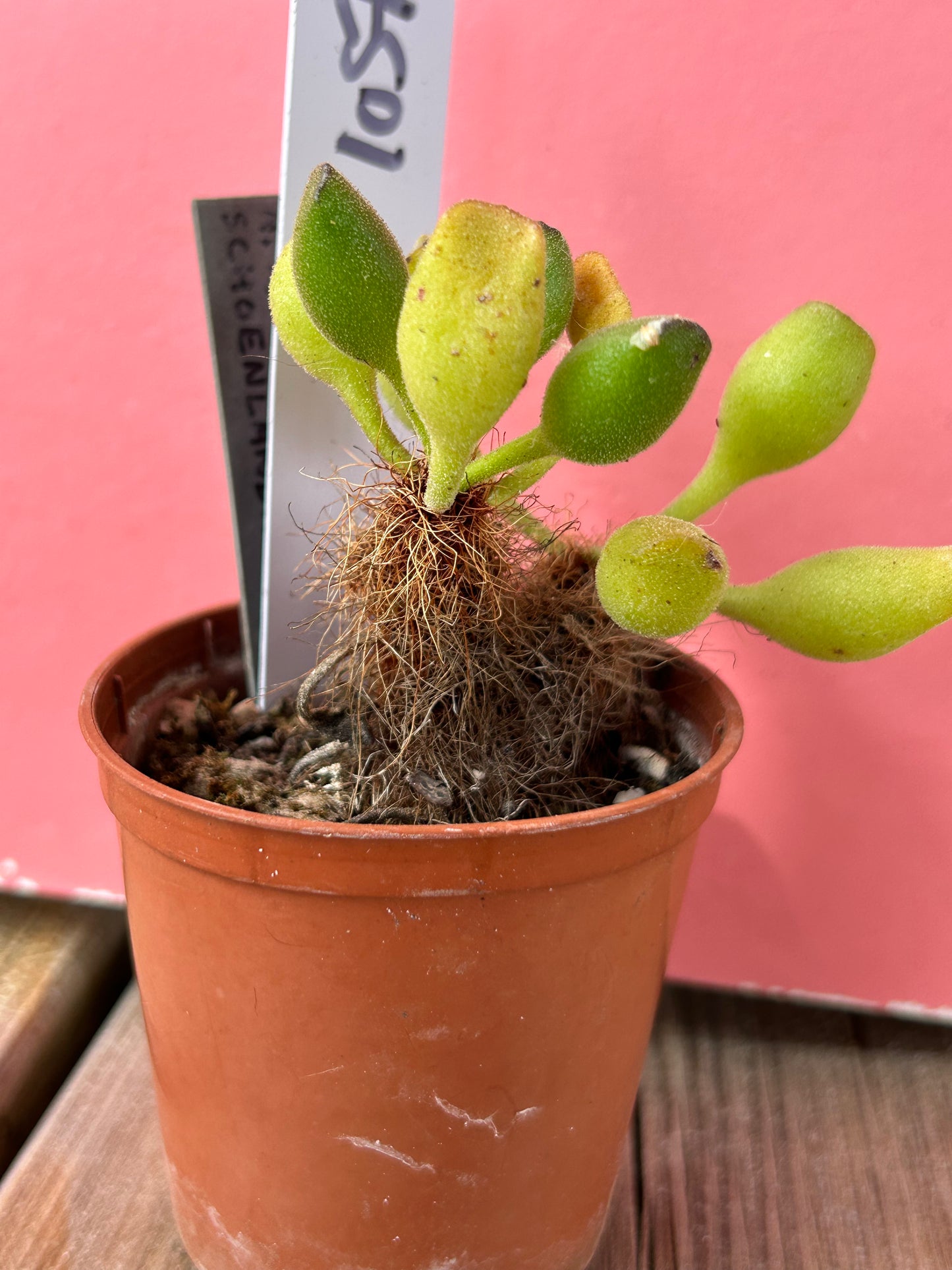Adromischus schoenlandii (1057 Z)