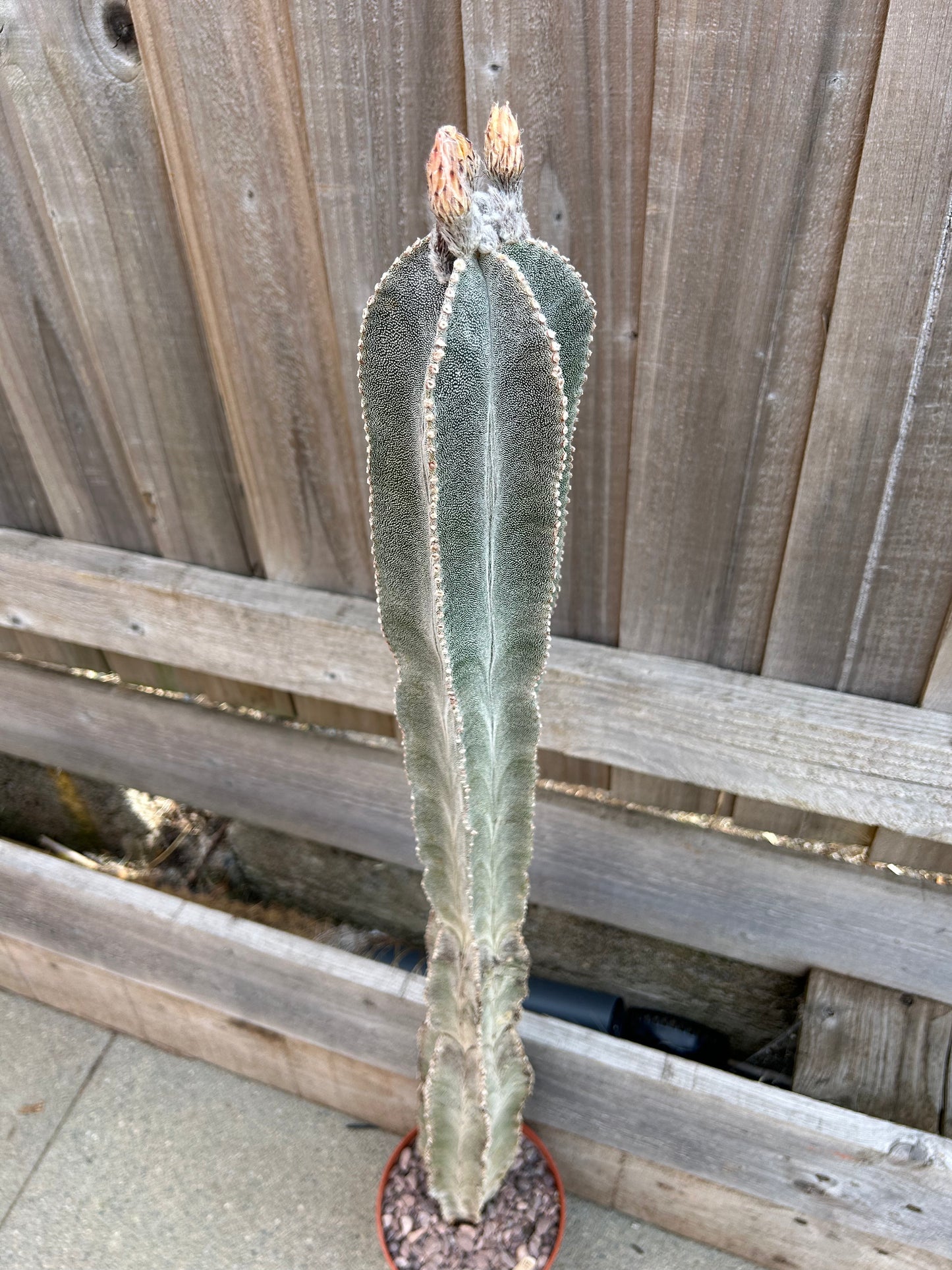 Astrophytum myriostigma v.columnare (677) COLLECTION ONLY