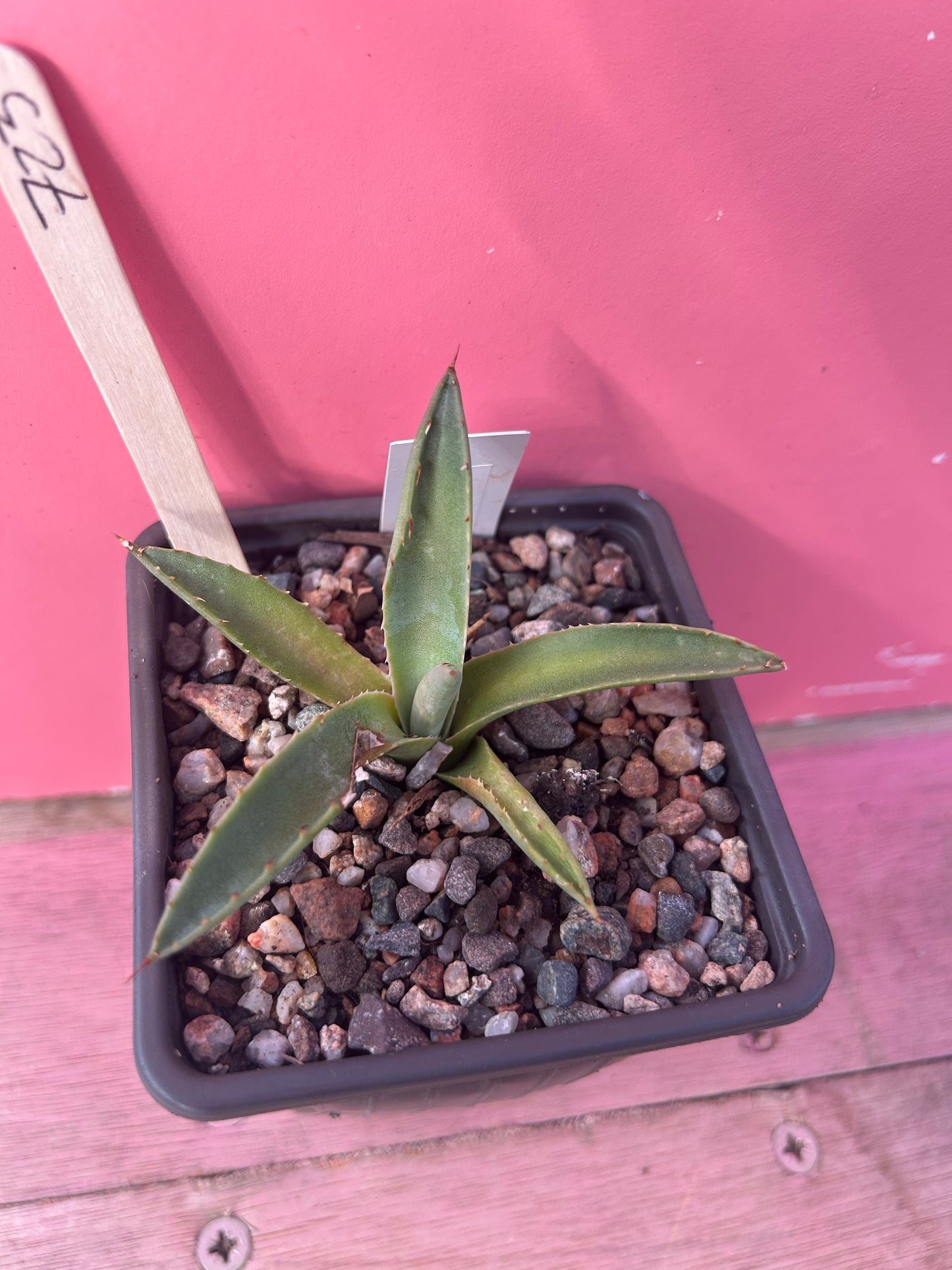 Agave parryi (723)