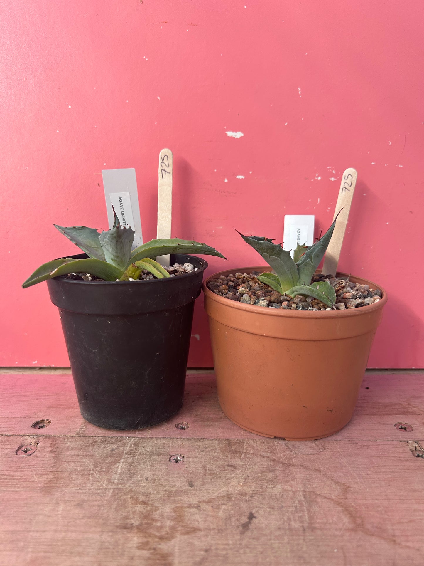 Agave univittata (725)