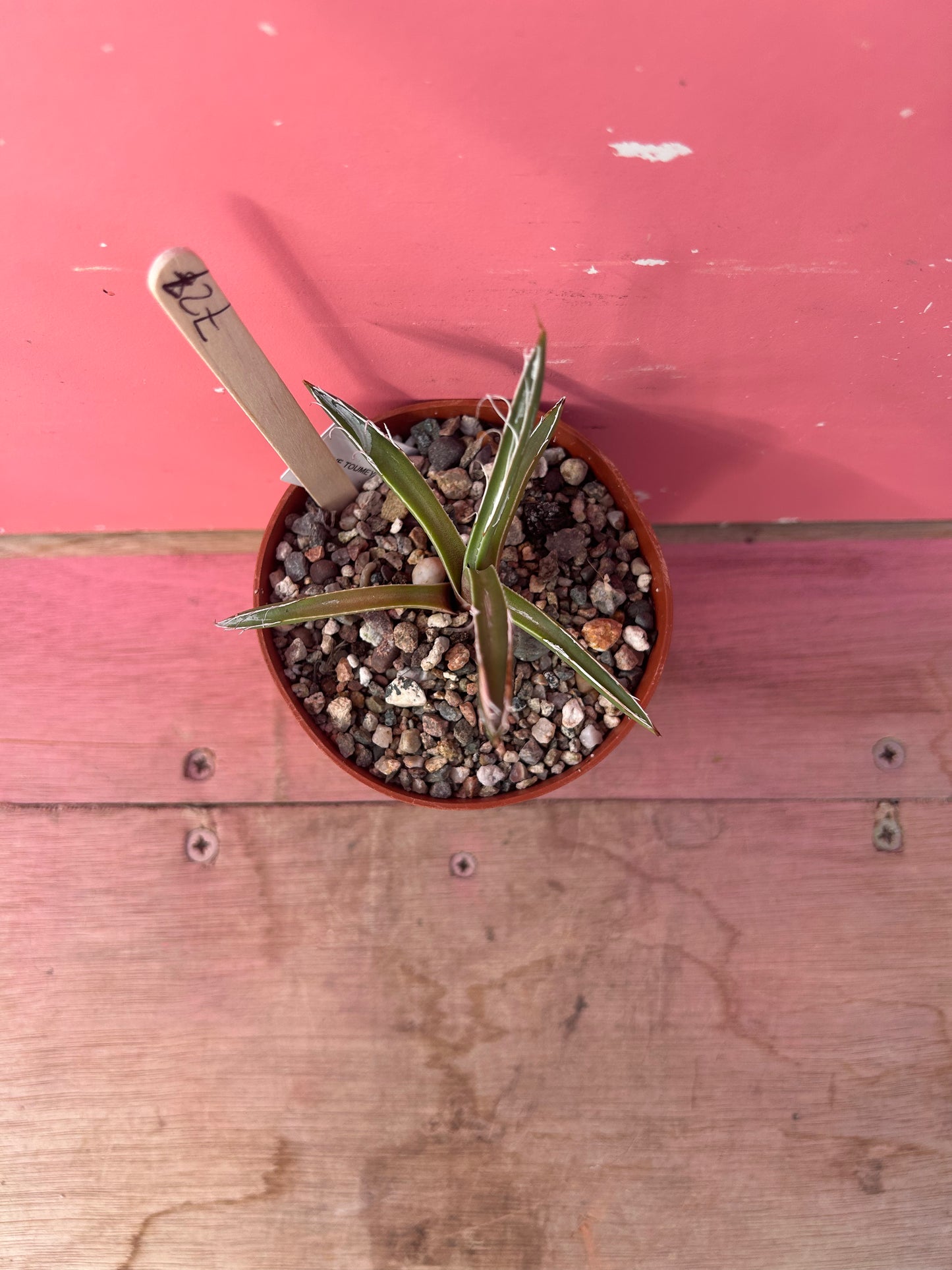 Agave toumeyana v.bella (727)