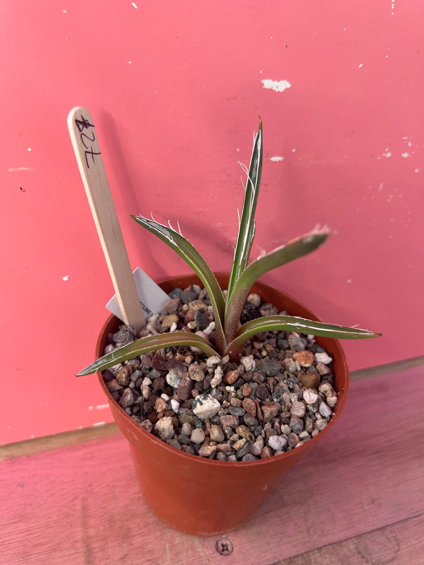 Agave toumeyana v.bella (727)