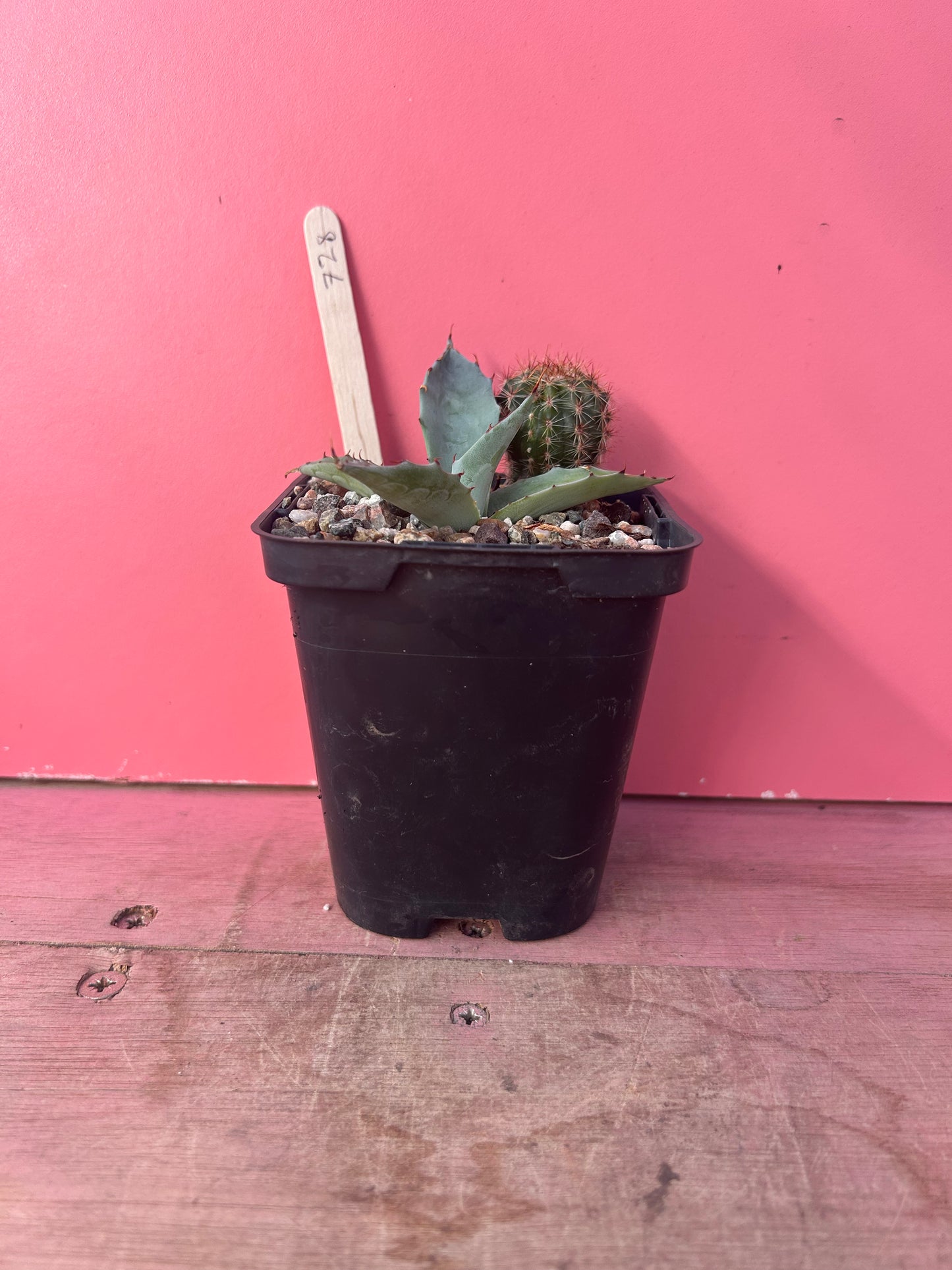 Agave/cactus mix (728)