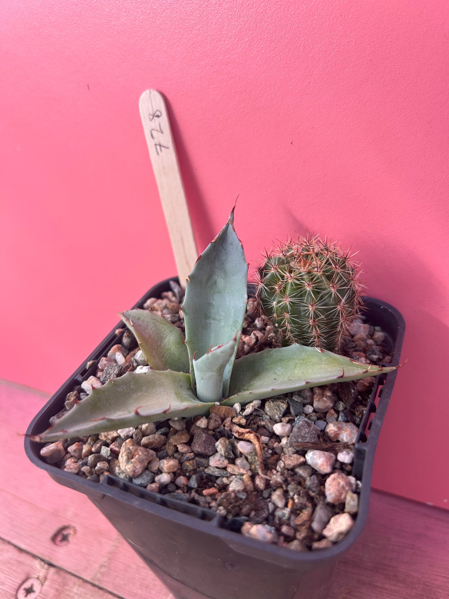 Agave/cactus mix (728)
