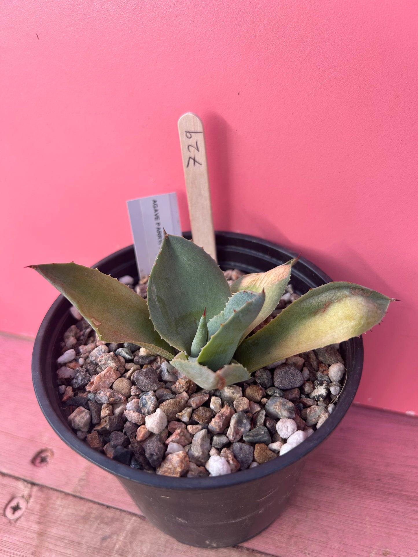 Agave parryi truncata (729)