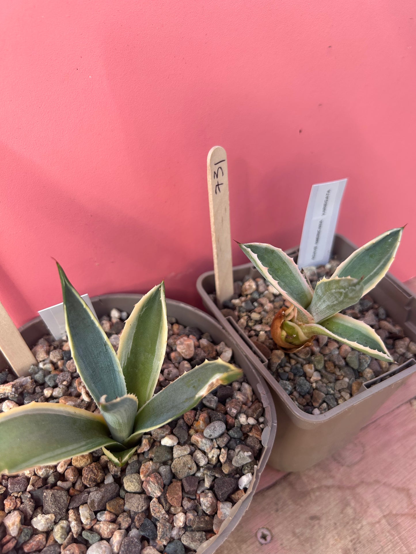 Agave americana variegata (731)