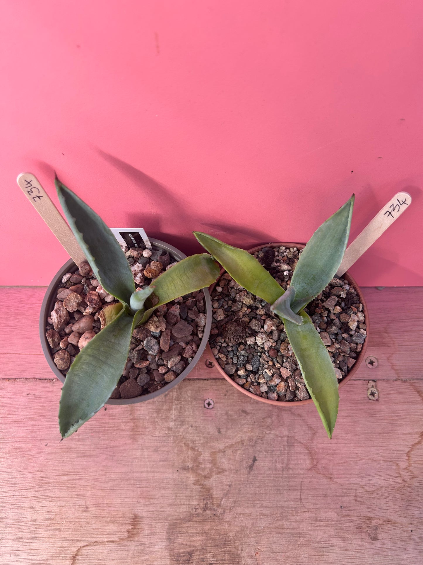 Agave blue americana (734)
