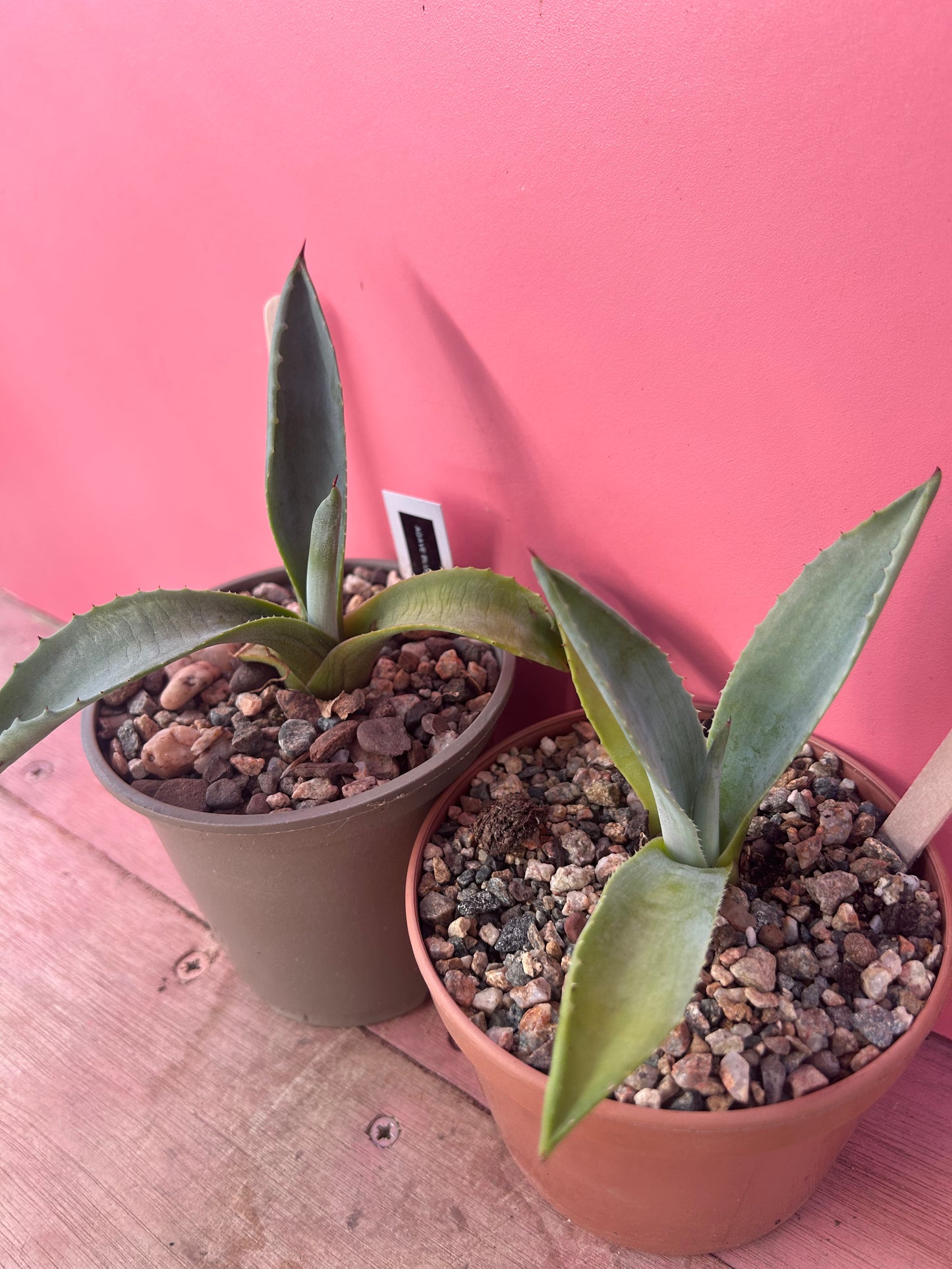 Agave blue americana (734)