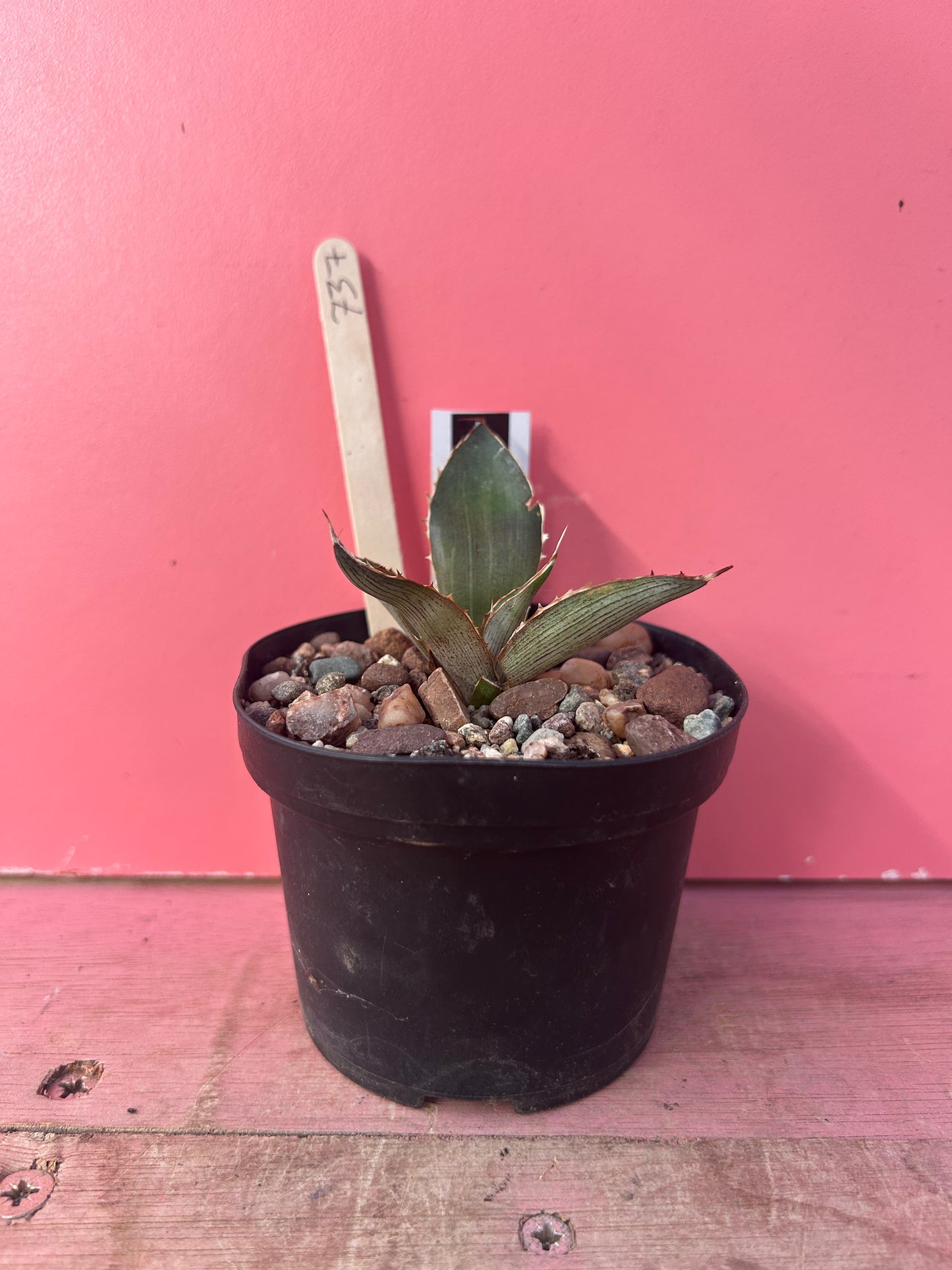 Agave lopantha splendida (737)