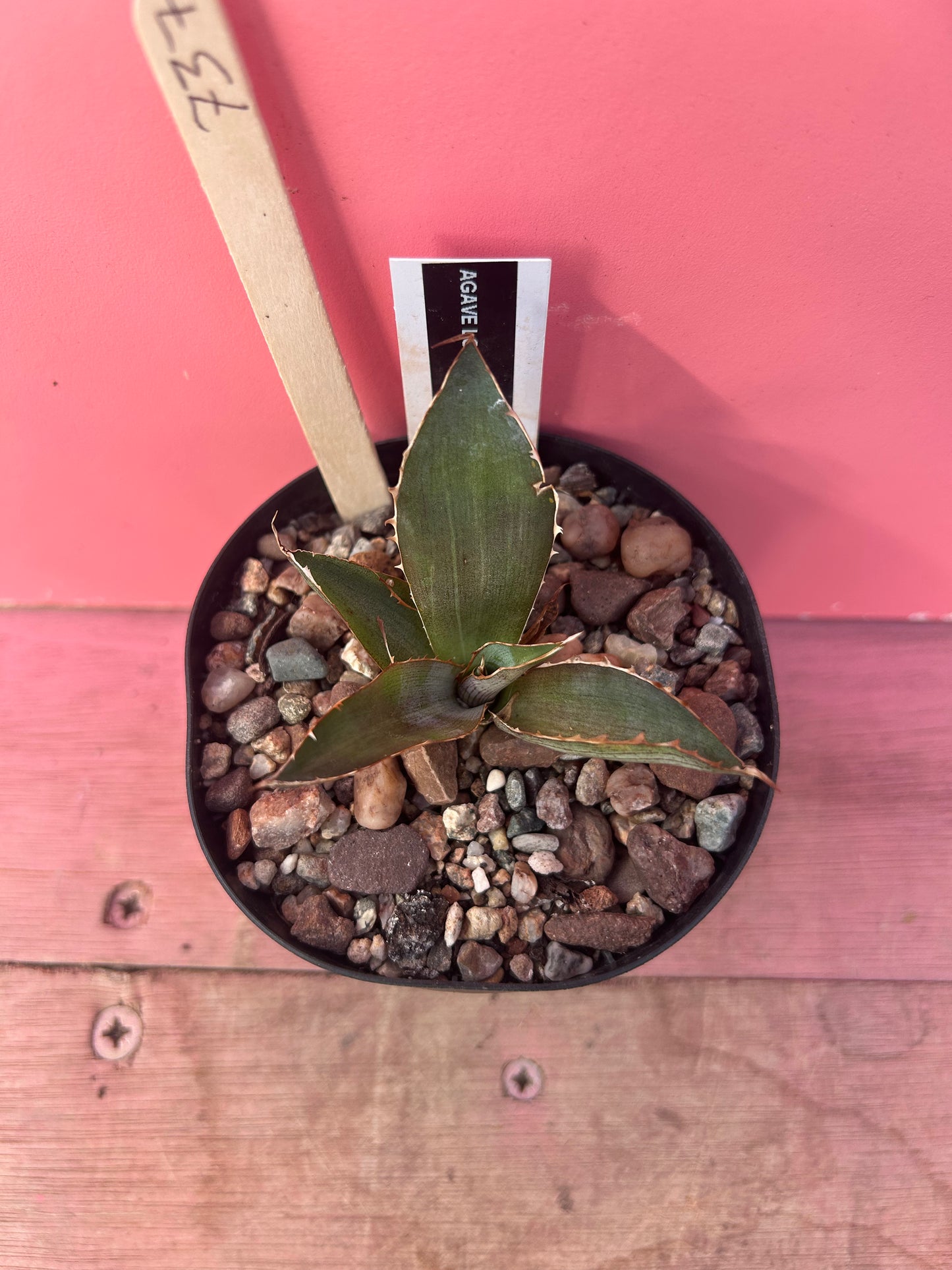 Agave lopantha splendida (737)