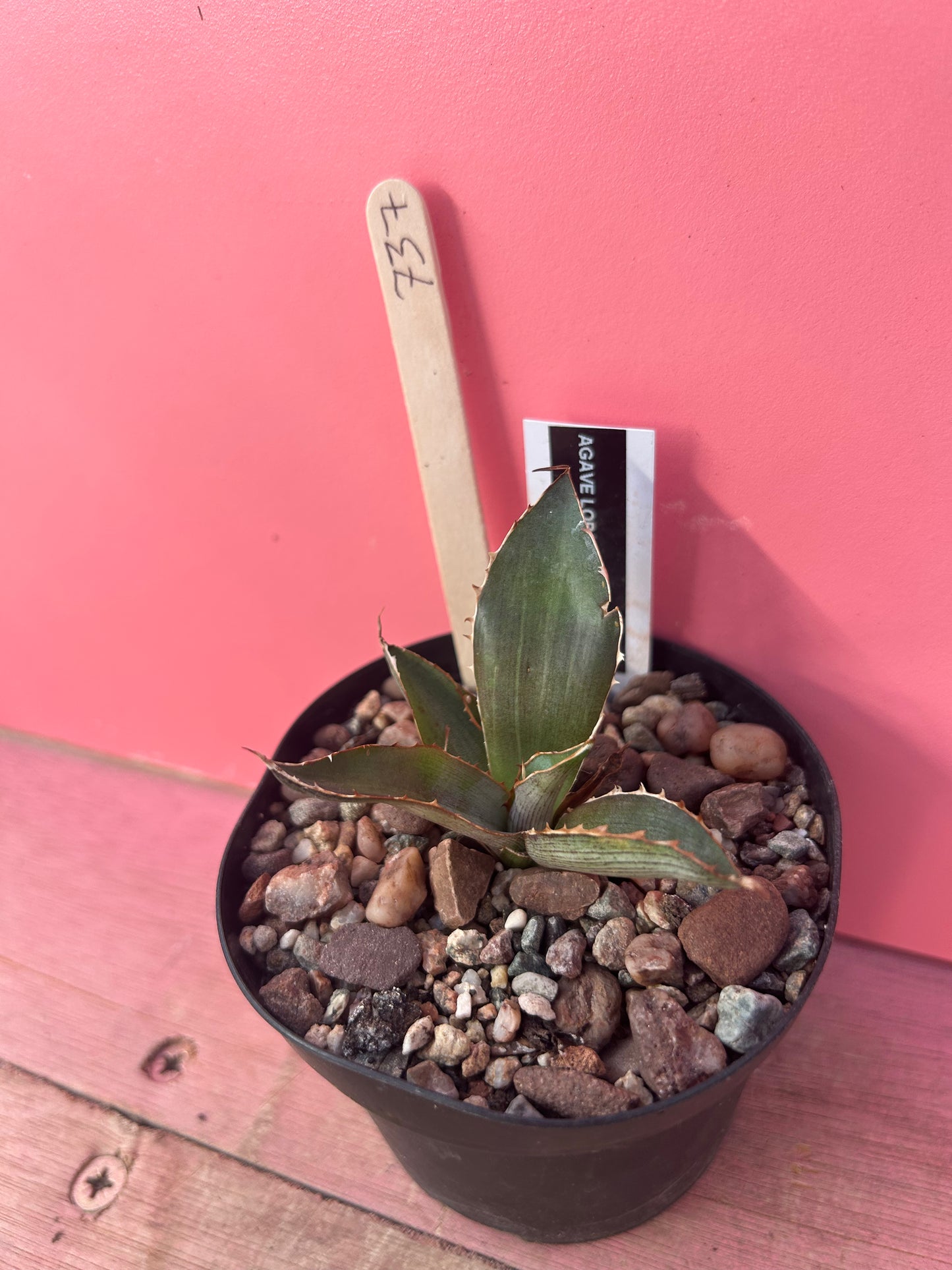 Agave lopantha splendida (737)
