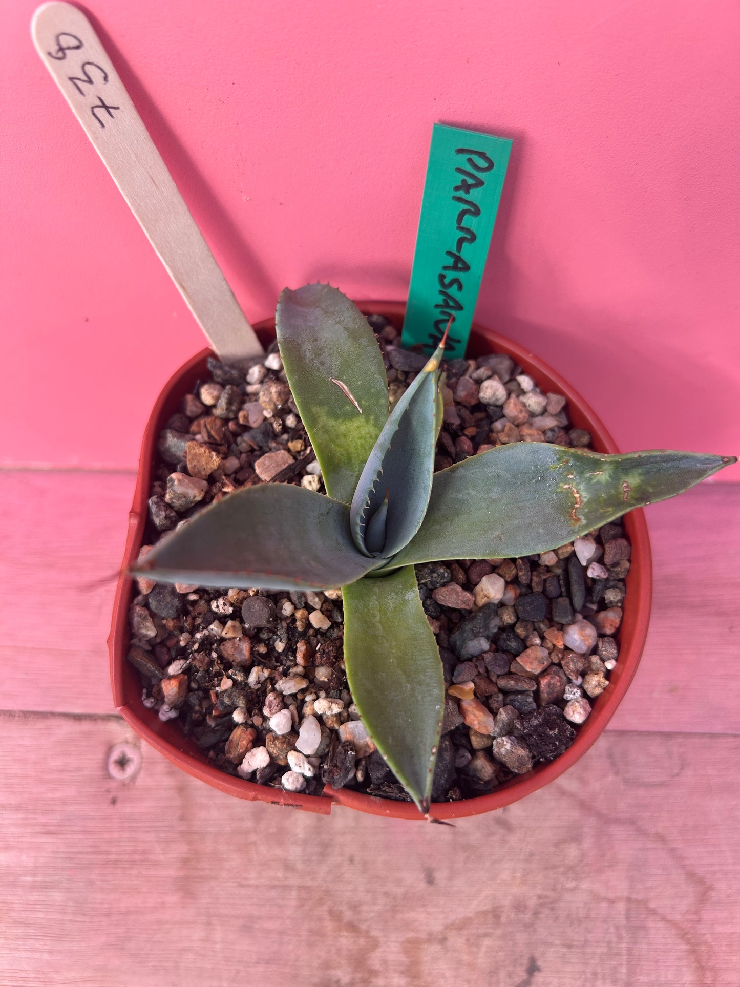 Agave parrasana (738)