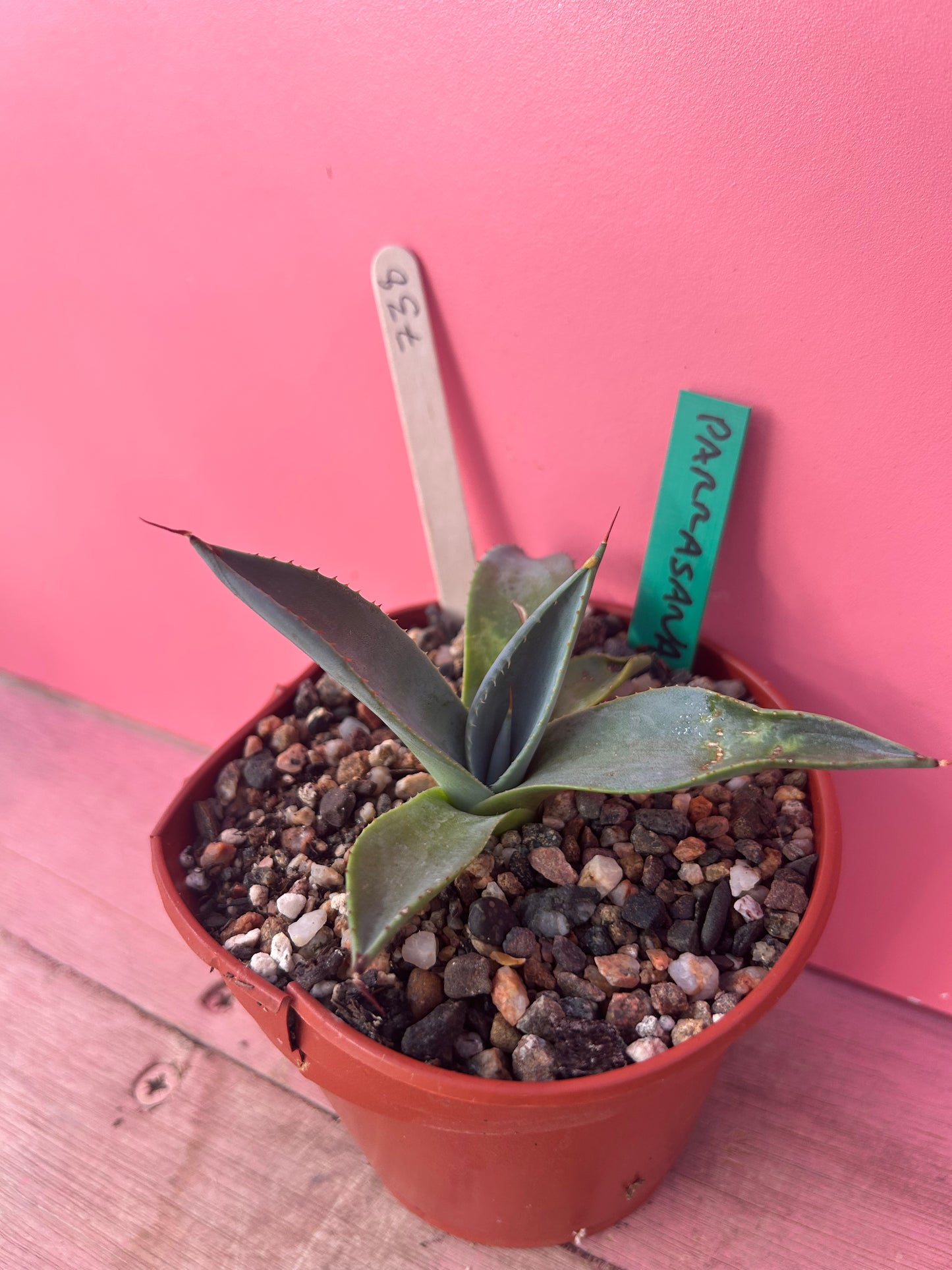 Agave parrasana (738)