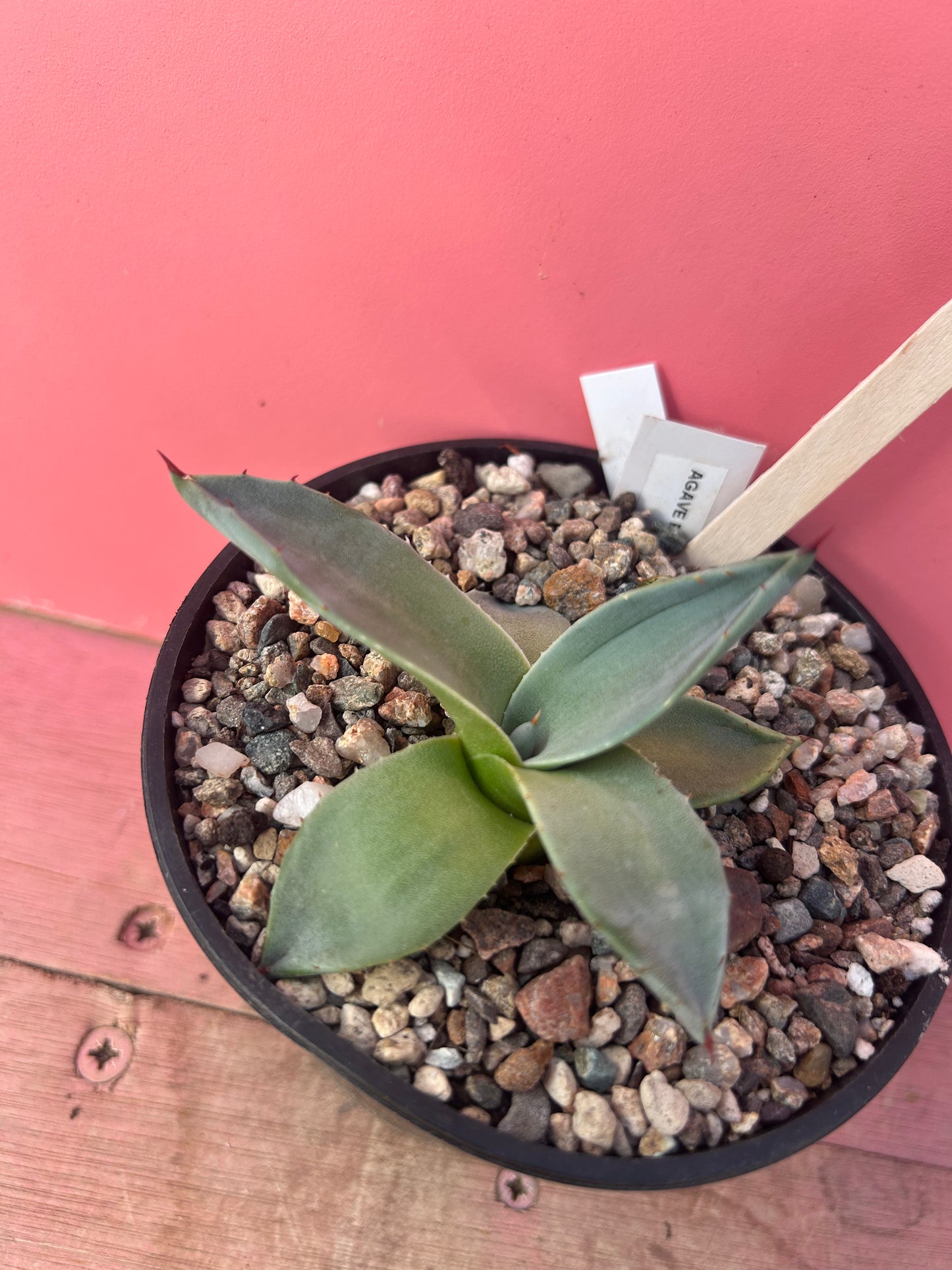 Agave patonii (739)