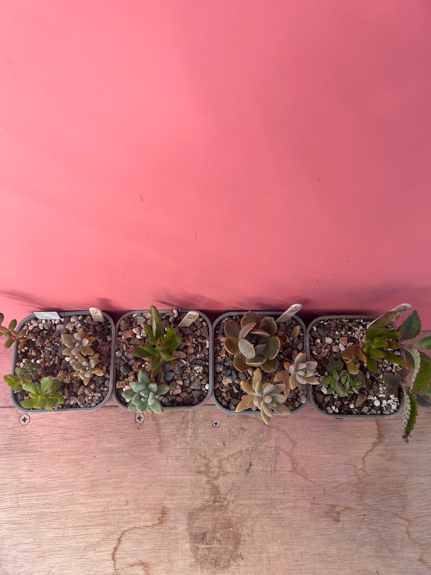 Mixed succulents (742)