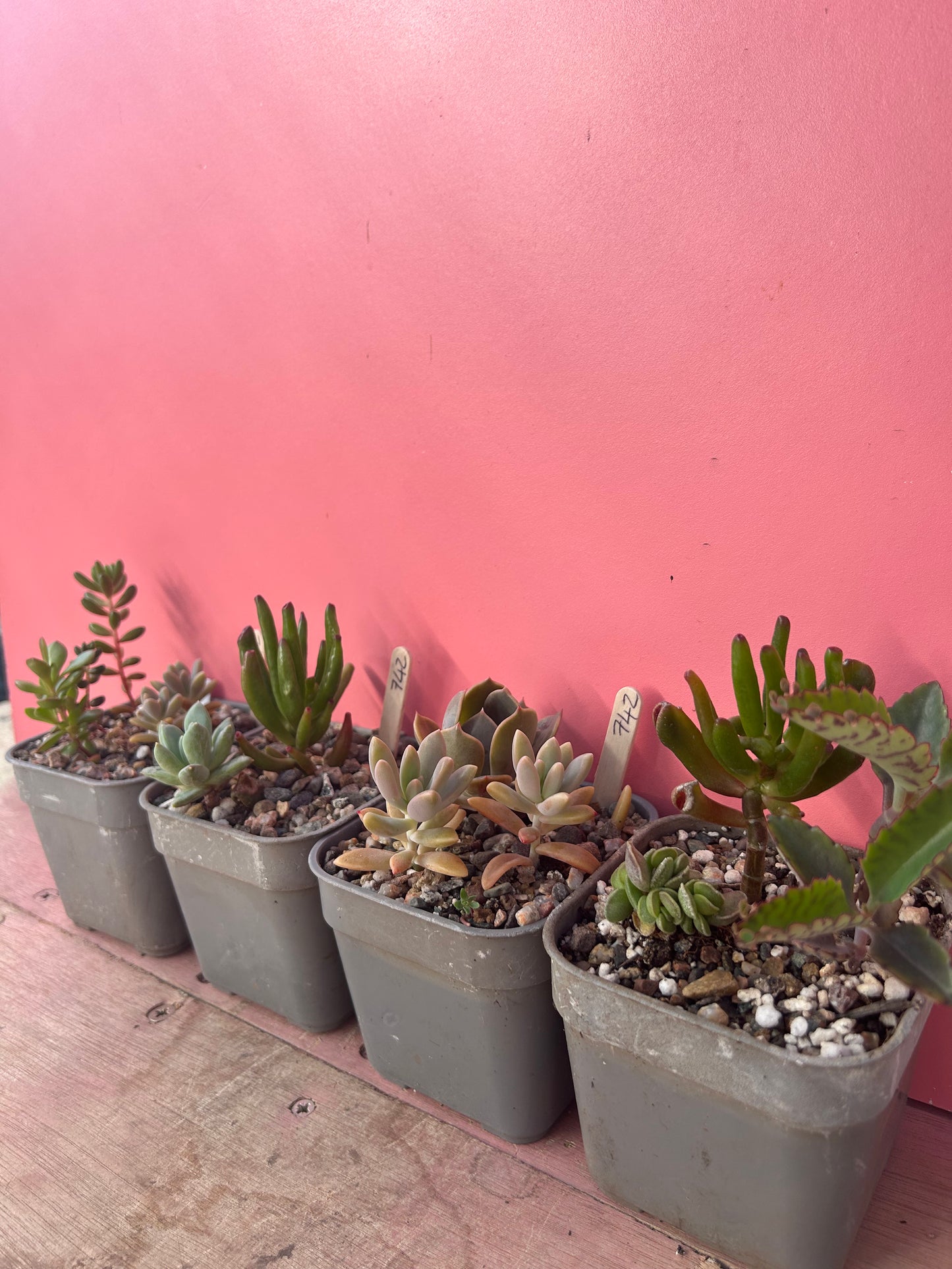 Mixed succulents (742)