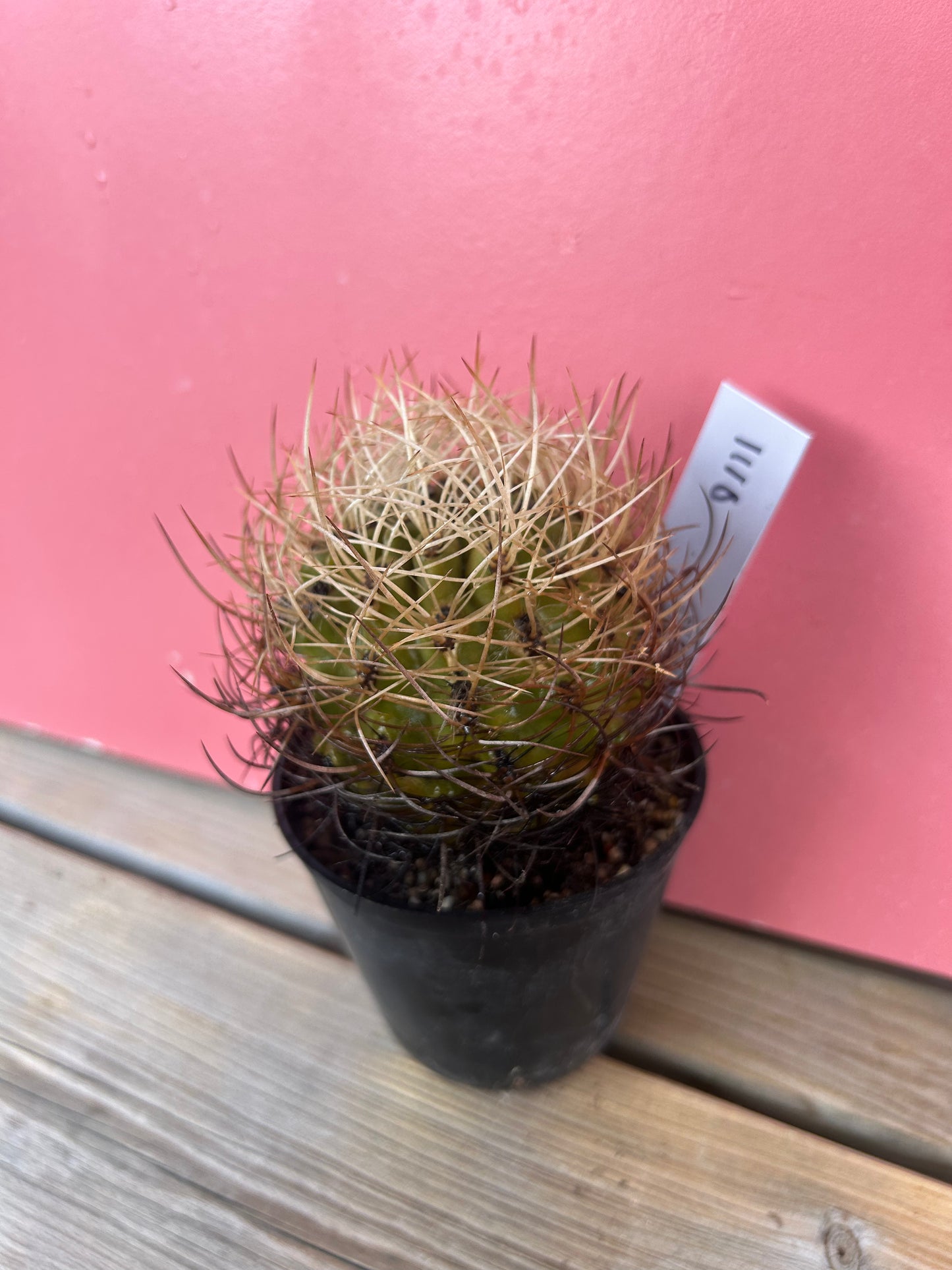 Ferocactus? (1110)