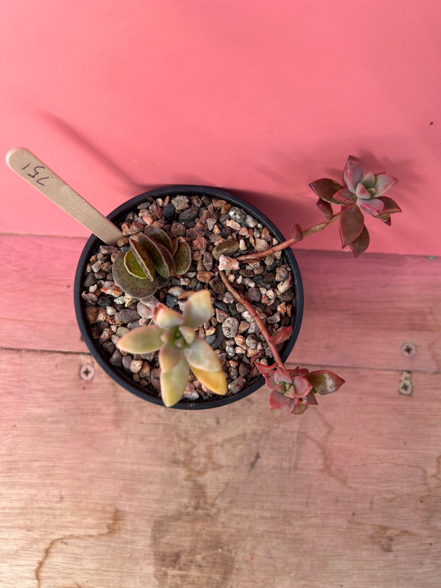 Succulent mix (751)