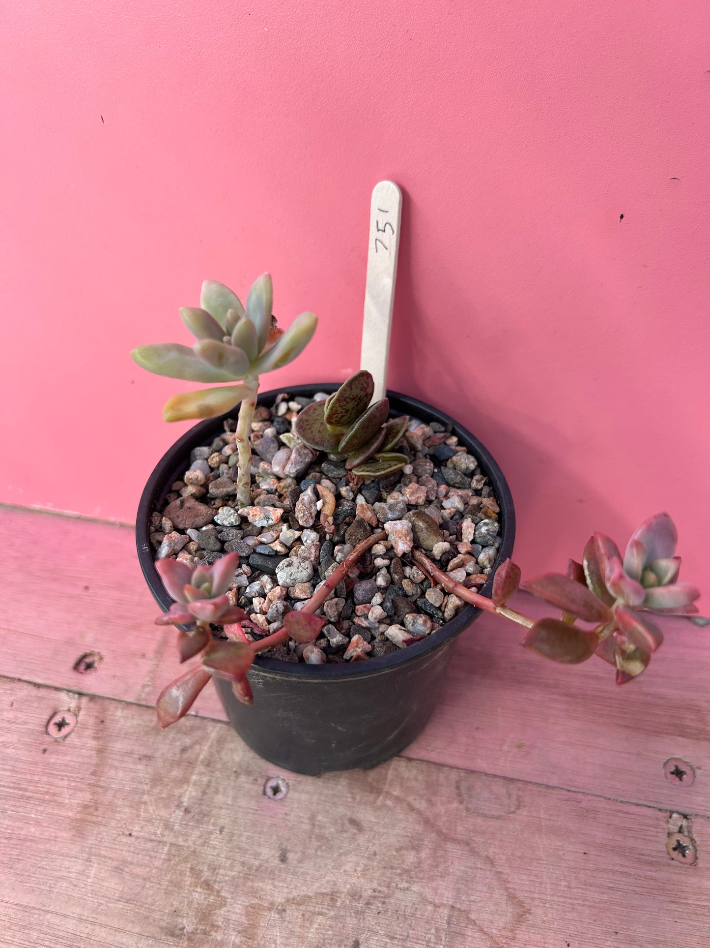Succulent mix (751)
