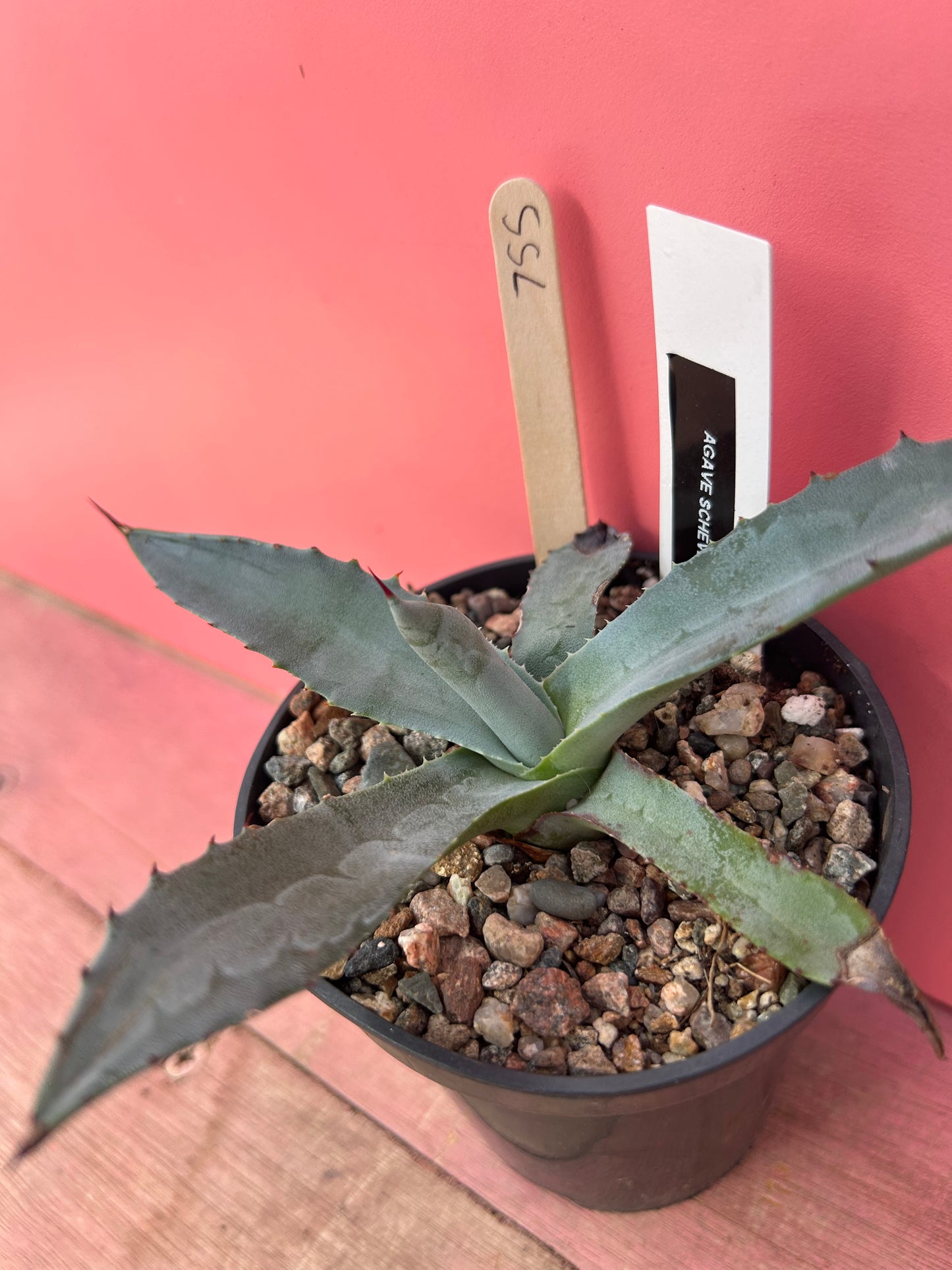 Agave shrevei ssp magnolia (755)