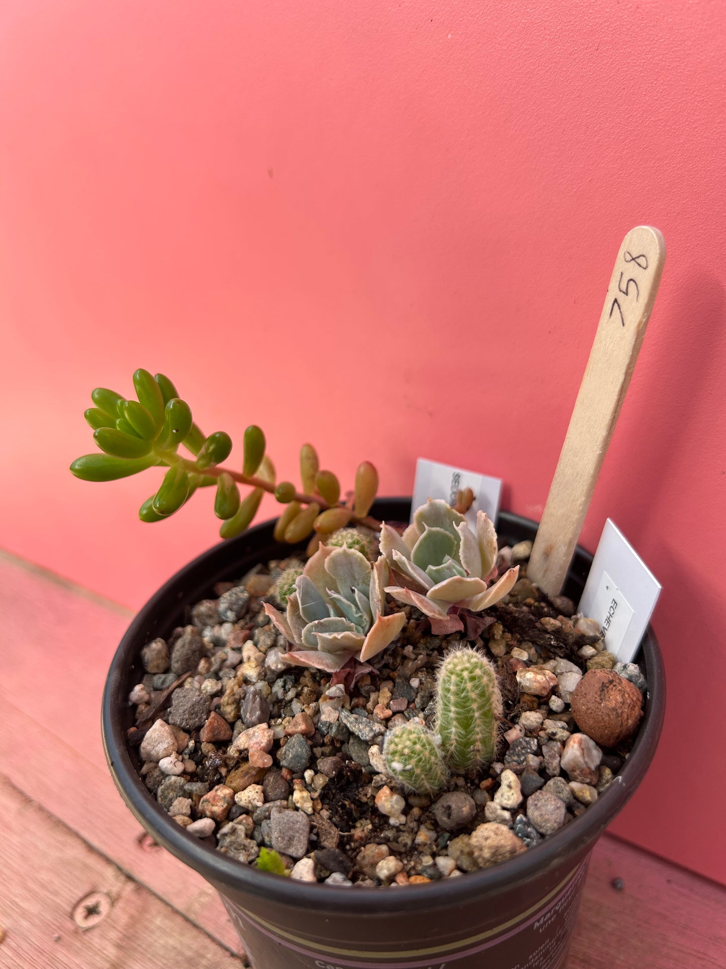 Echeveria/Sedum/Peanut Cactus mix (758)