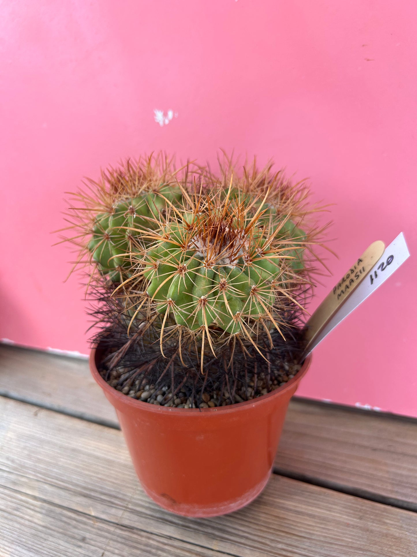 Parodia maasii (1120)