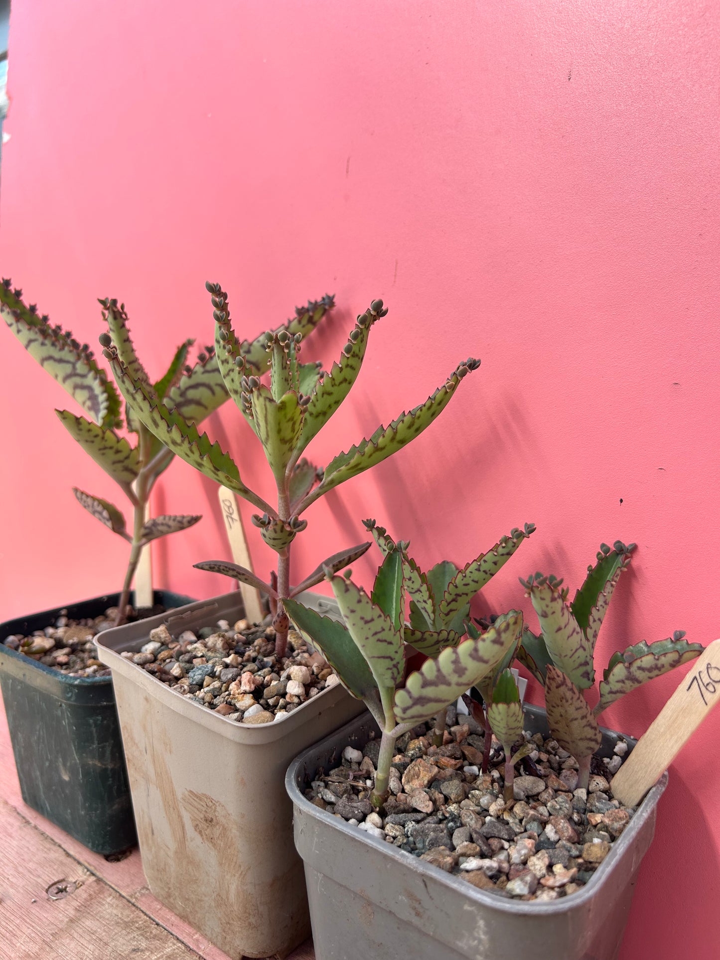 Kalanchoe 'Mother of Thousands' (760)