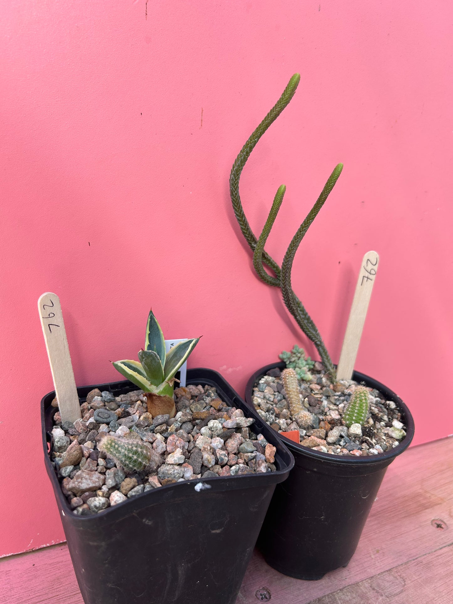 Job lot 2x pots (762)