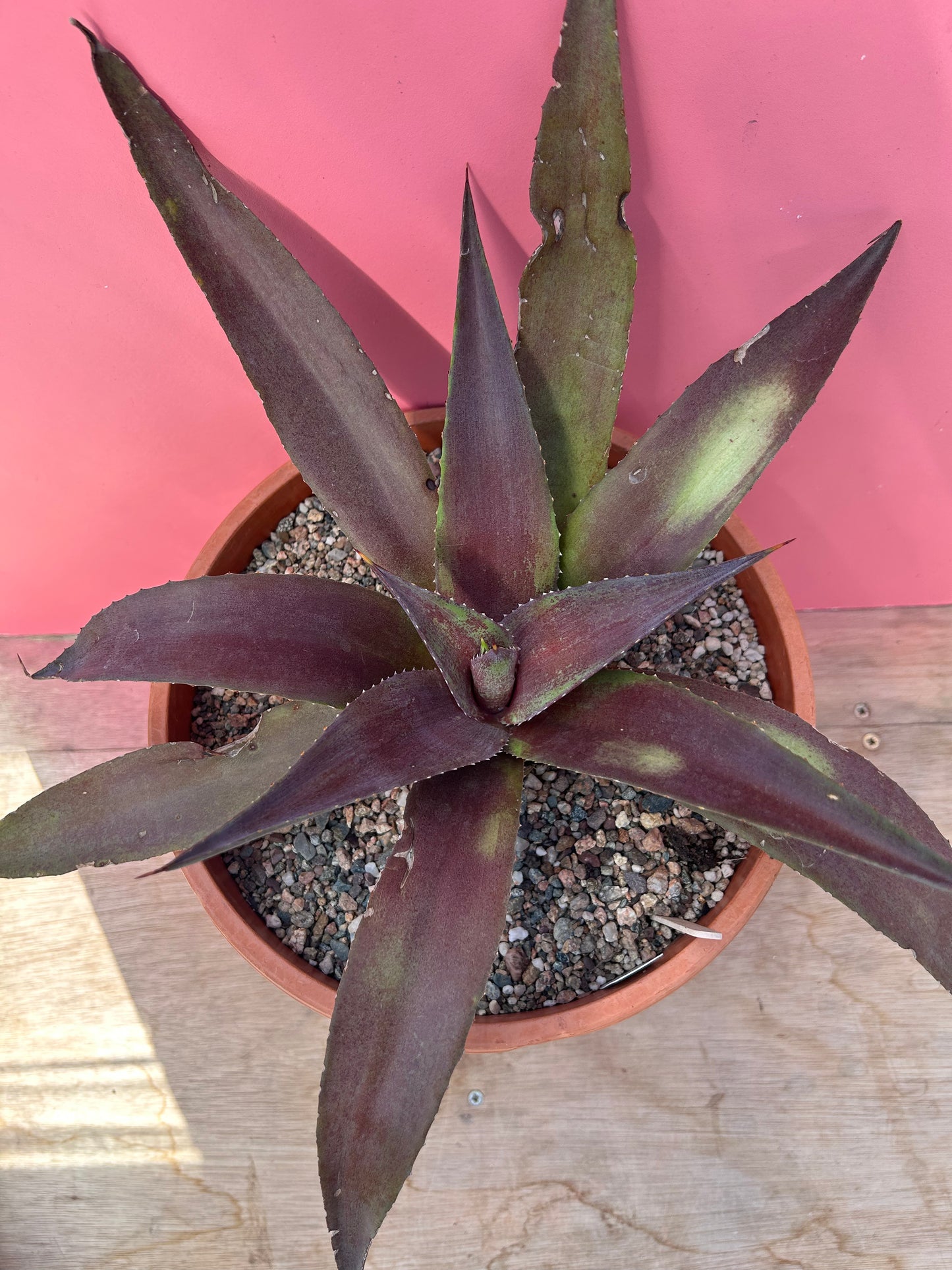 Mangave 'Red Wing' (763)