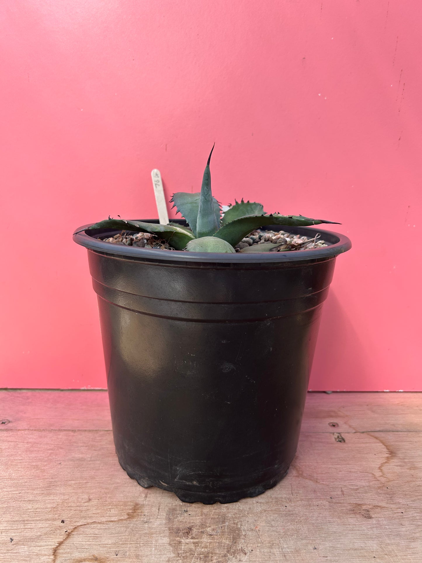 Agave salmiana ferox (764)