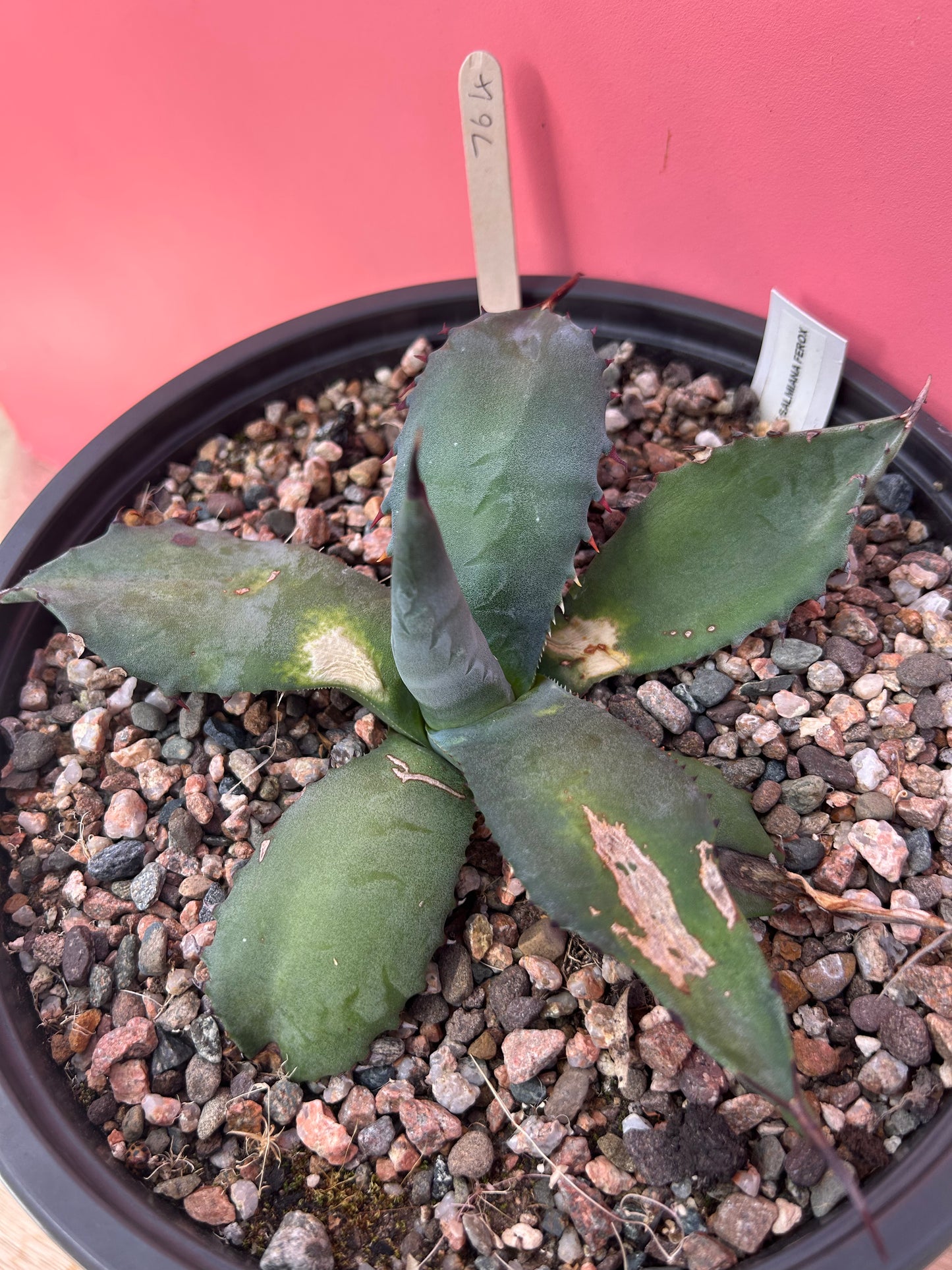Agave salmiana ferox (764)