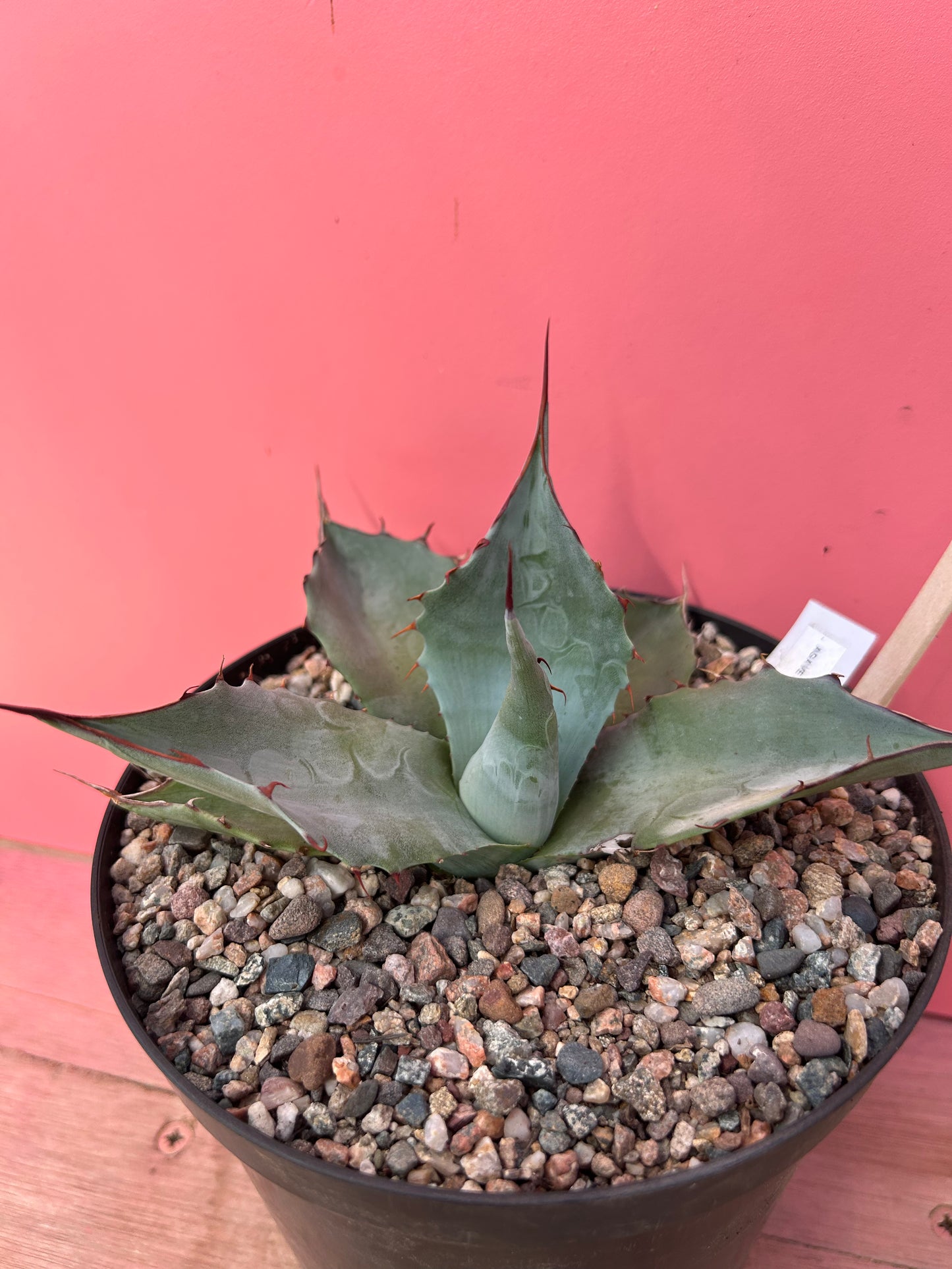 Agave parrasana (765)