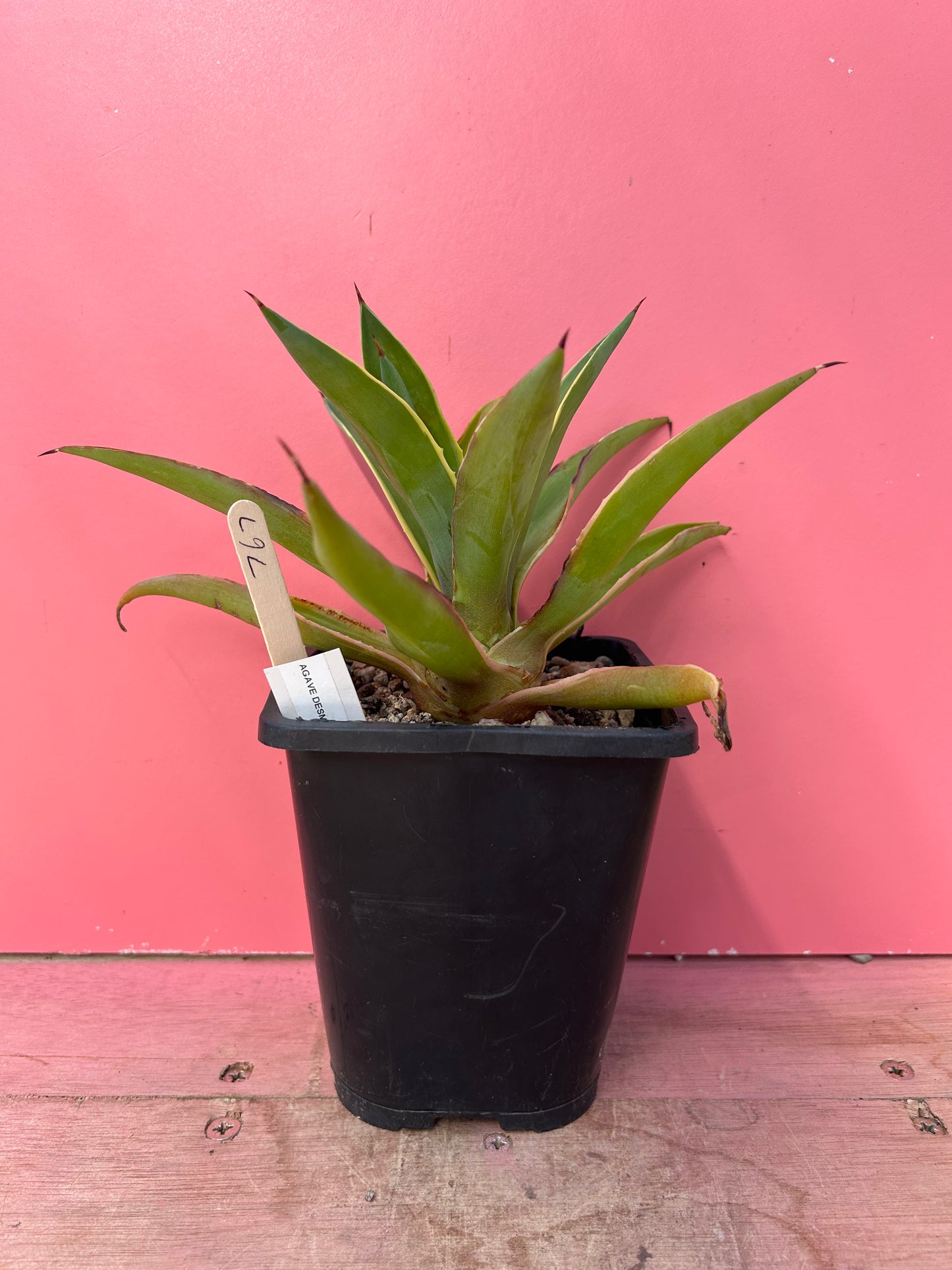 Agave desmettiana variegata (767)