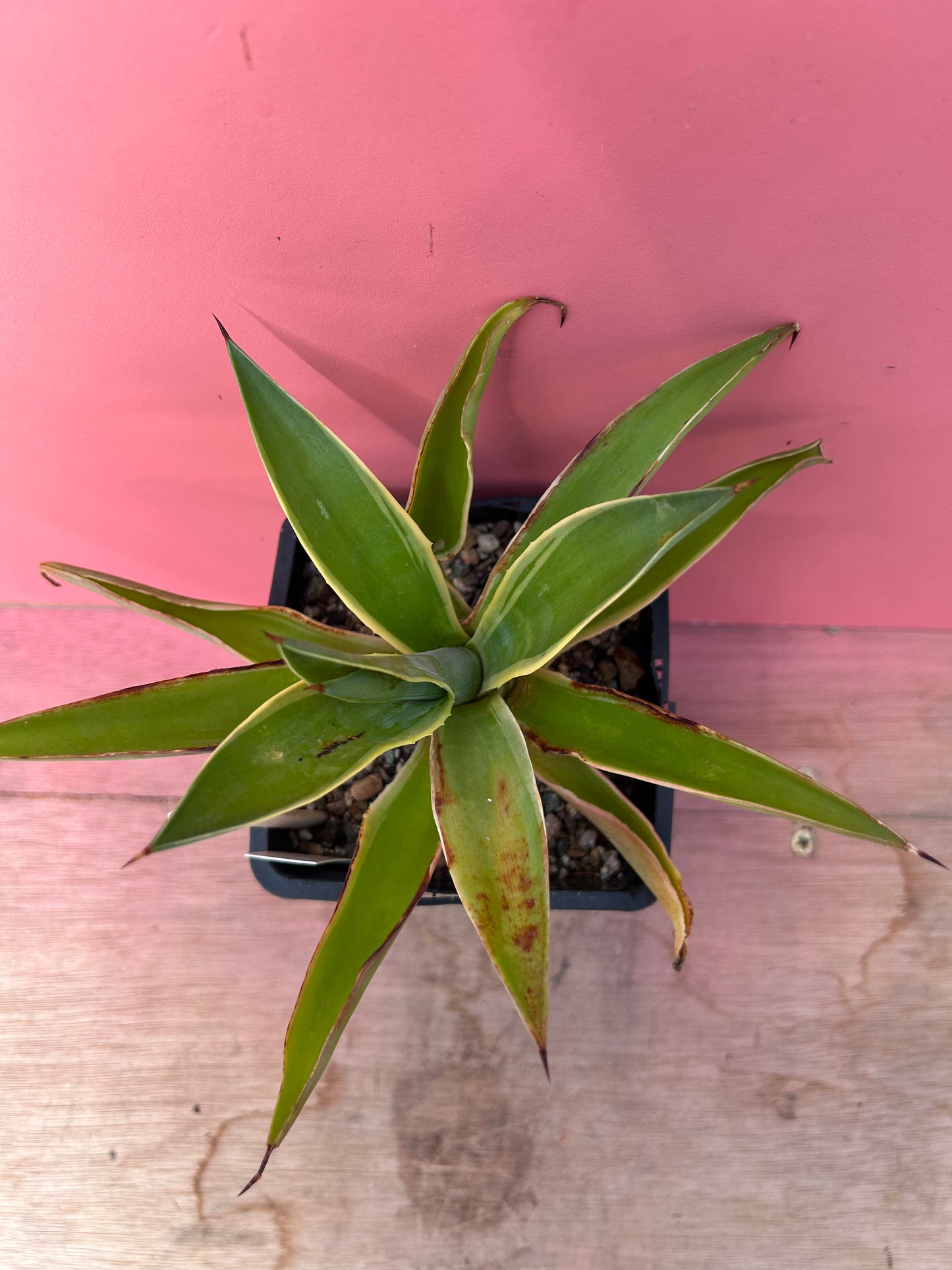 Agave desmettiana variegata (767)