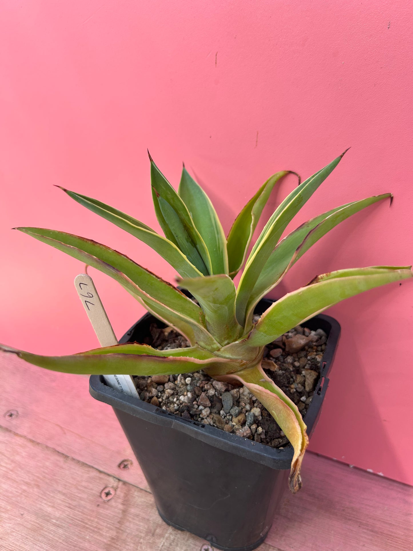 Agave desmettiana variegata (767)