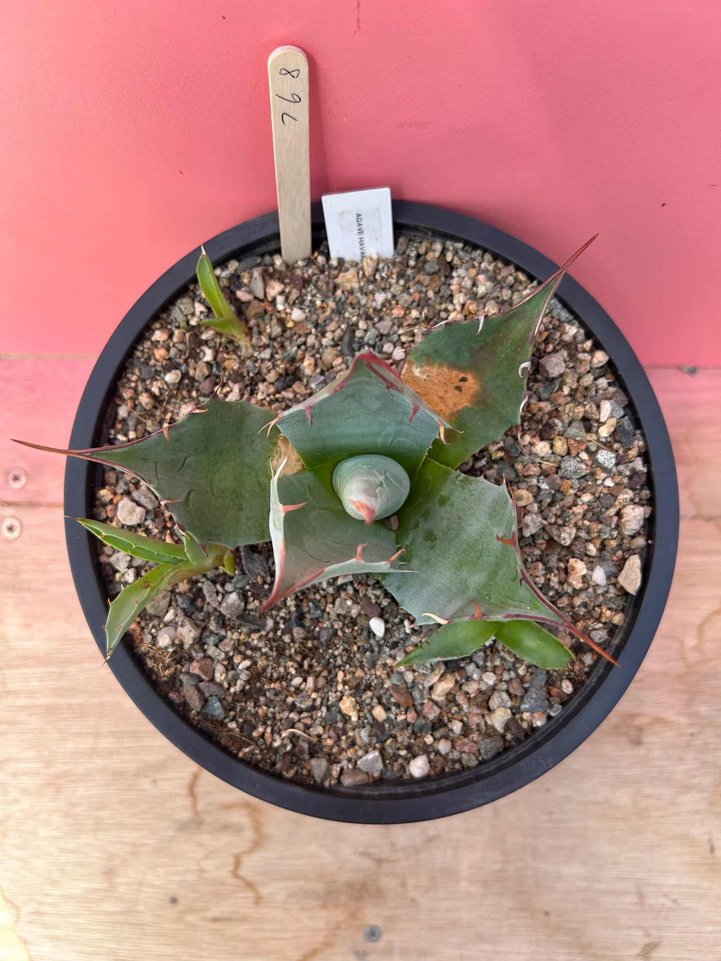 Agave havardiana (768)