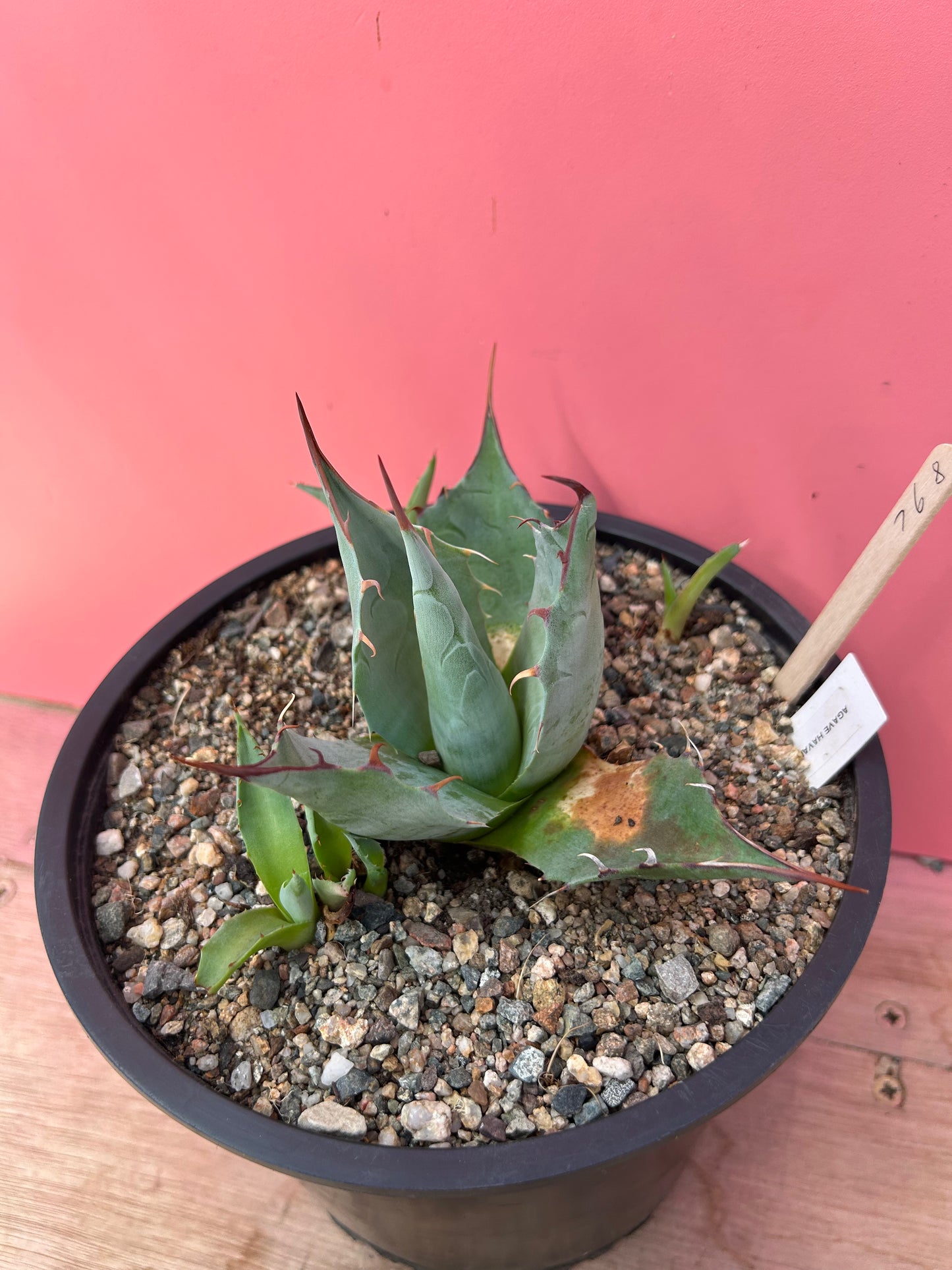 Agave havardiana (768)