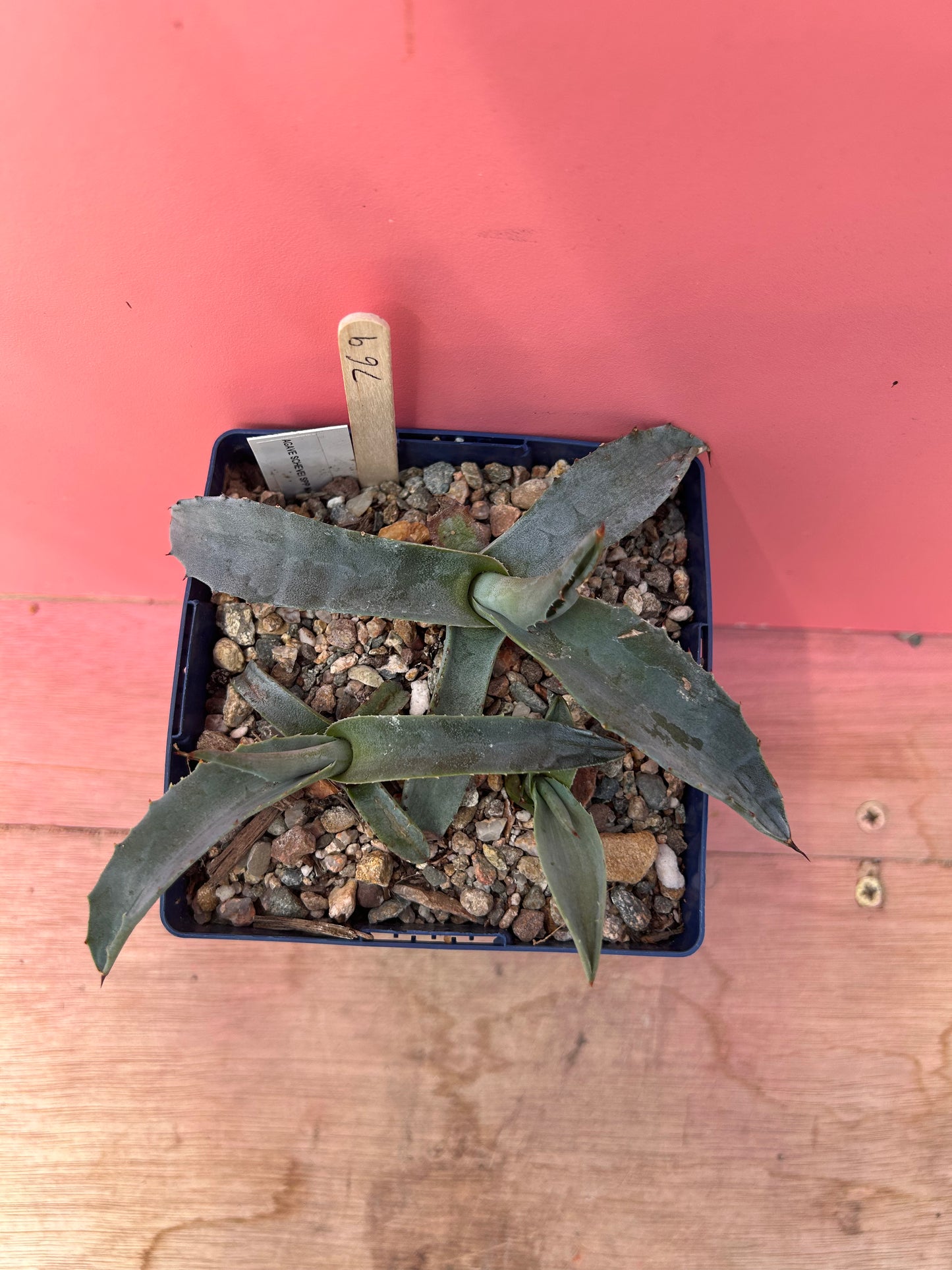Agave shrevei ssp magnolia (769)