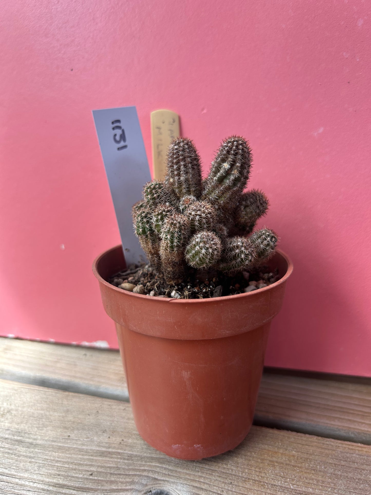 Chamaecereus 'milky way' (1131)