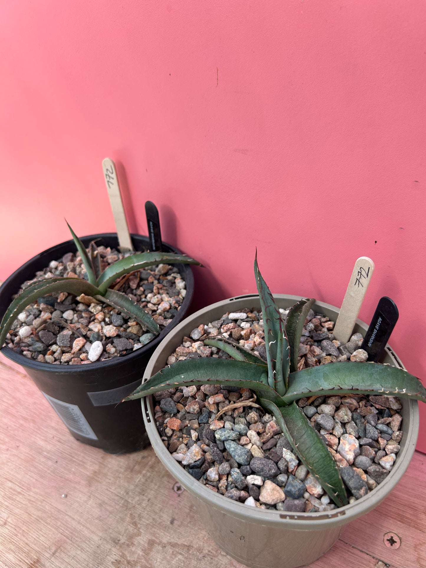 Agave sharkskin (772)