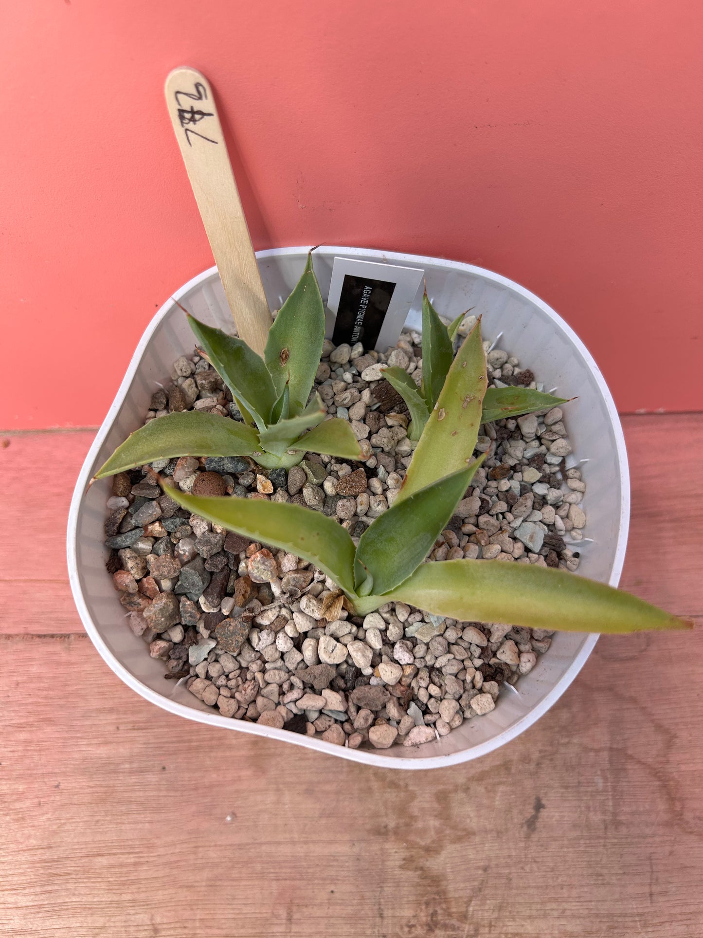Agave pygmae (773)