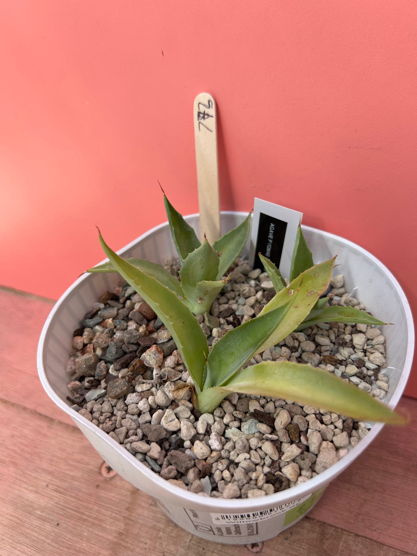 Agave pygmae (773)