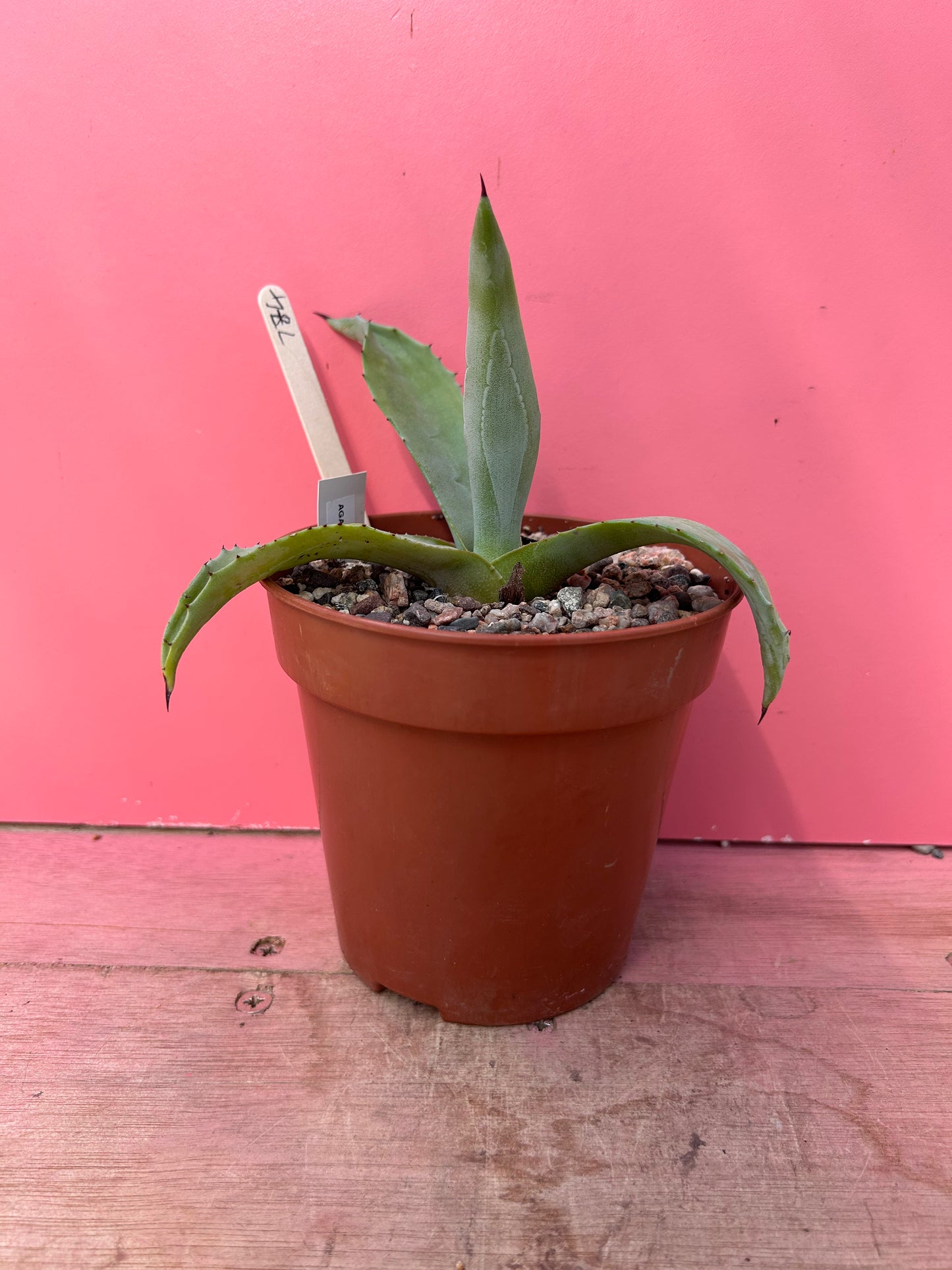 Agave americana (774)