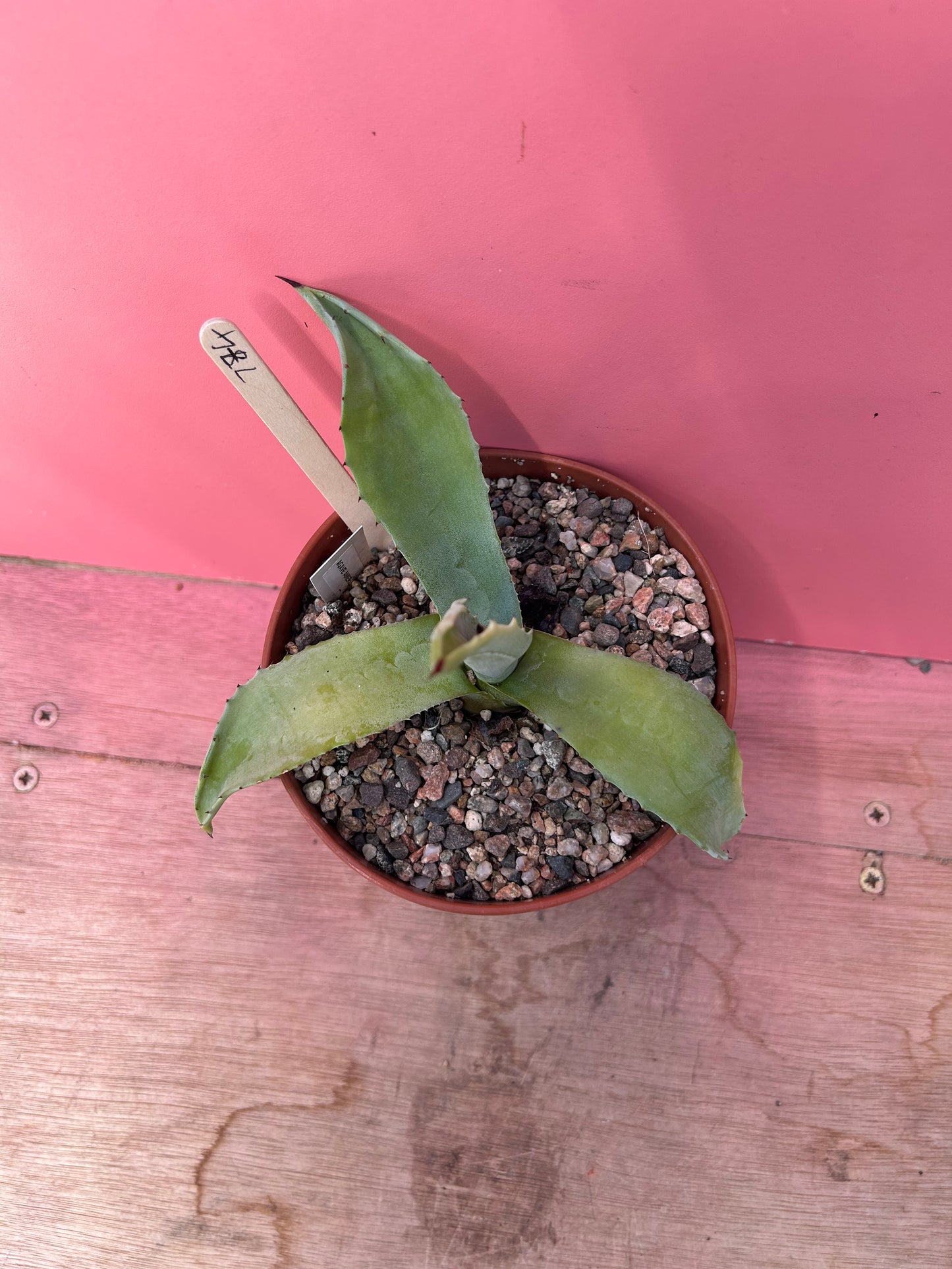 Agave americana (774)