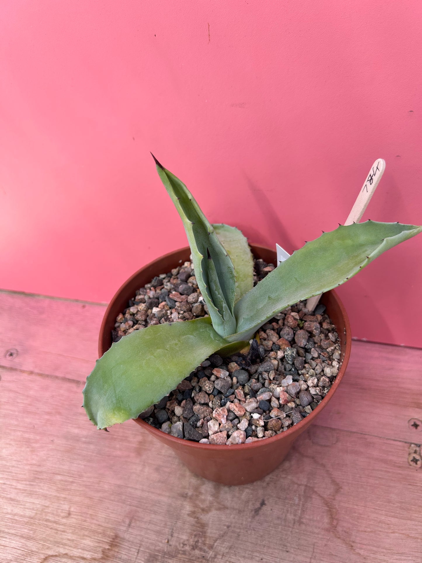 Agave americana (774)