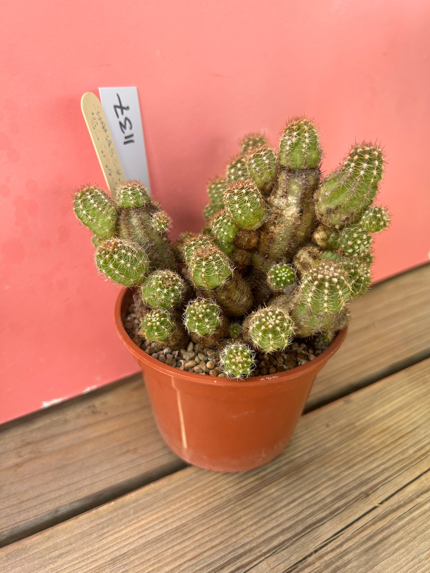 Chamaelobivia el gigante (1137)