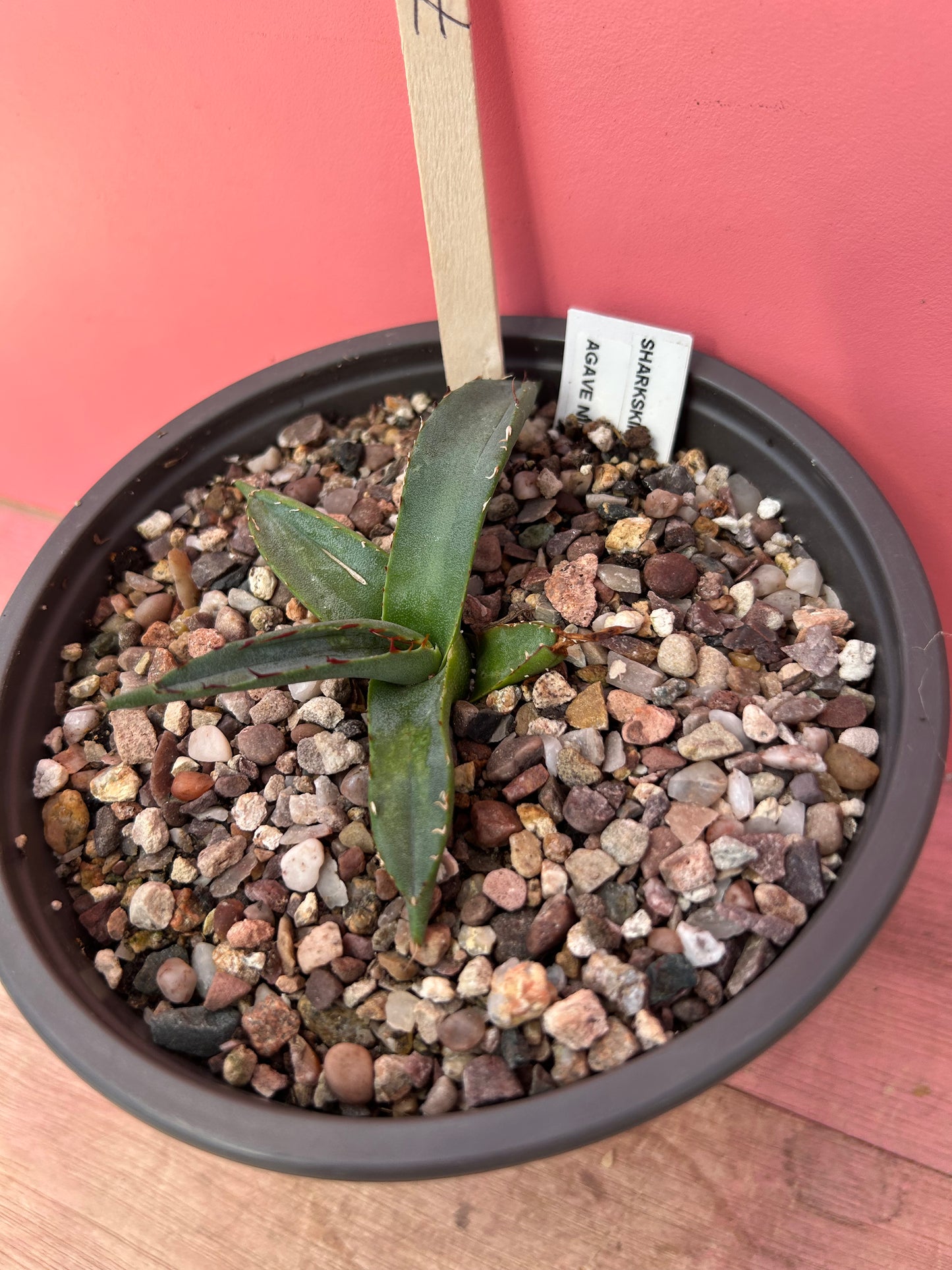 Agave sharkskin (777)