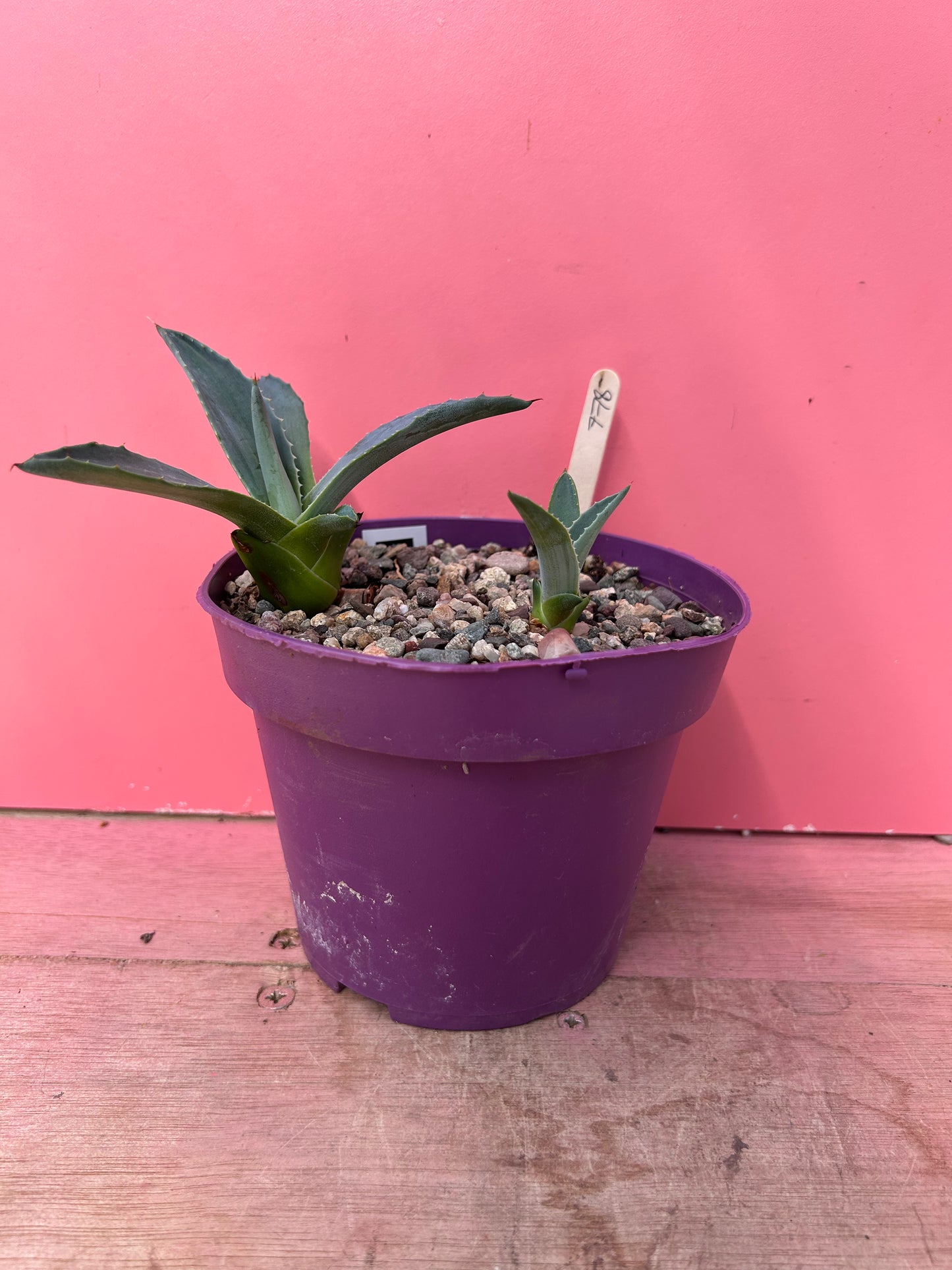 Agave blue americana (778)